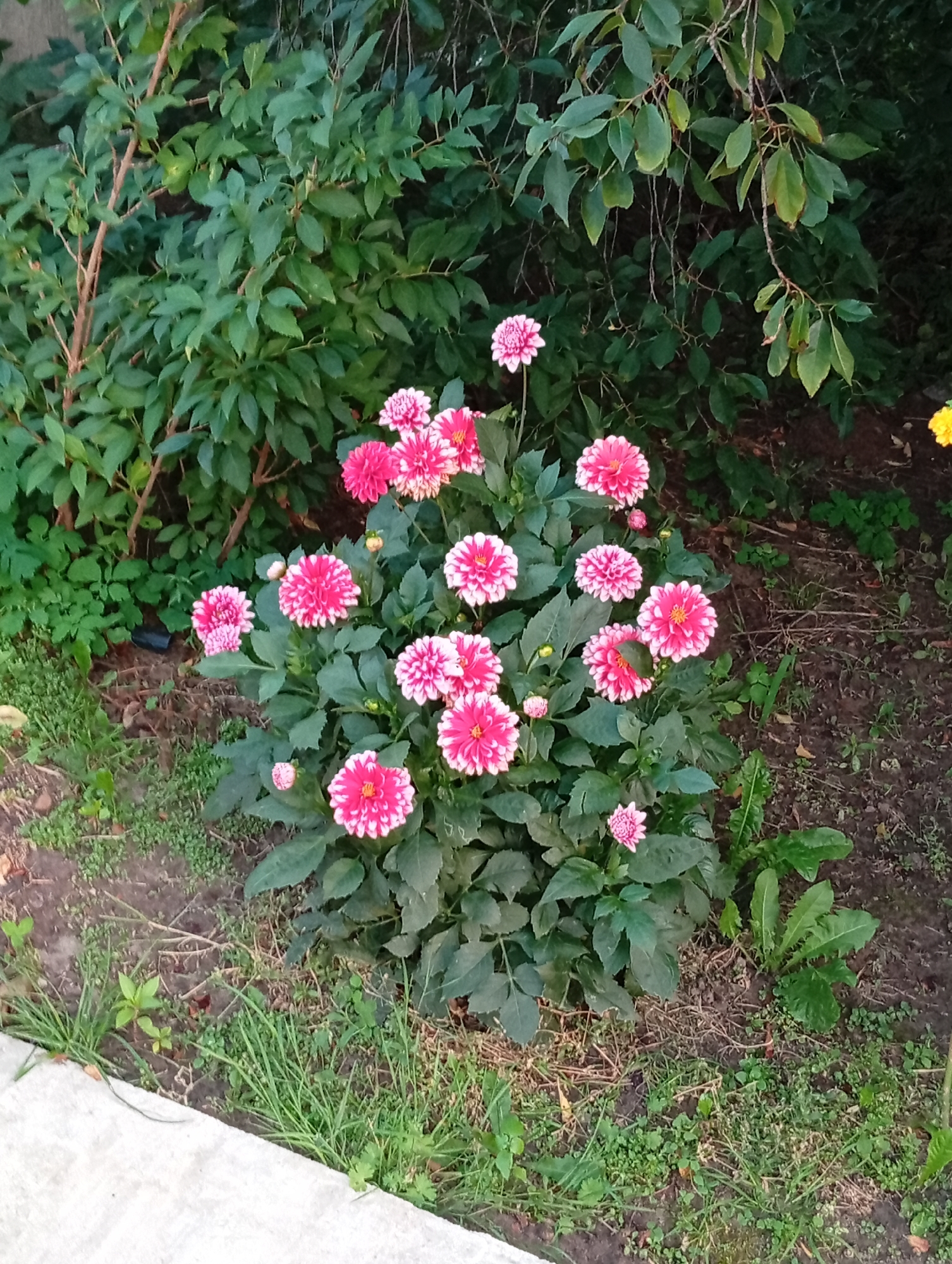 A close-up, high-angle shot captures a cluster of vibrant pink and white dahlia flowers in bloom, nestled amongst lush green foliage. The flowers, characterized by their full, layered petals, are the central focus, with some exhibiting a deep pink hue fading to white at the tips, and others a solid pink with white accents. The surrounding leaves are a rich, dark green, providing a stark contrast to the colorful blooms. The ground beneath is a mix of dark soil, scattered dry leaves, and sparse green grass. In the background, more dense green foliage from trees and bushes can be seen, suggesting an outdoor, garden setting. A light-colored concrete edge is visible in the lower left quadrant of the image, hinting at a pathway or border. The overall scene appears to be in a natural, possibly suburban or rural, environment within the Kryŭlyanski Sel’ski Savet, Belarus, given the context of the location. There are no people or animals present in the image.
