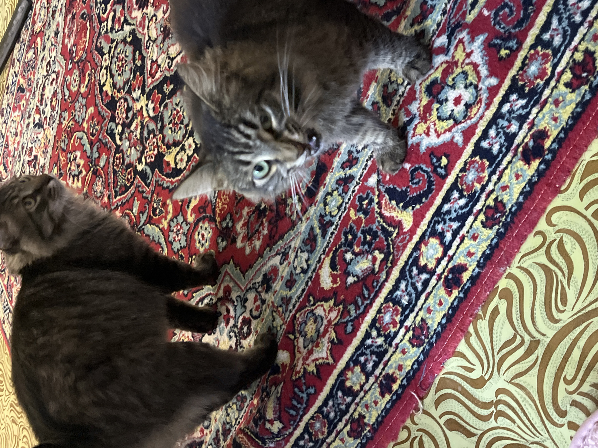 This image shows two cats on a rug. One cat is darker and mostly out of focus, showing its back and hind legs. The other cat is in focus and is a tabby with green eyes, its mouth slightly open. It is looking towards the viewer. The rug has a red background with a repeating intricate pattern of blue, yellow, and white floral motifs. The environment appears to be an indoor setting. The location in Krasnyye Barrikady, Russia is not determinable from the image.