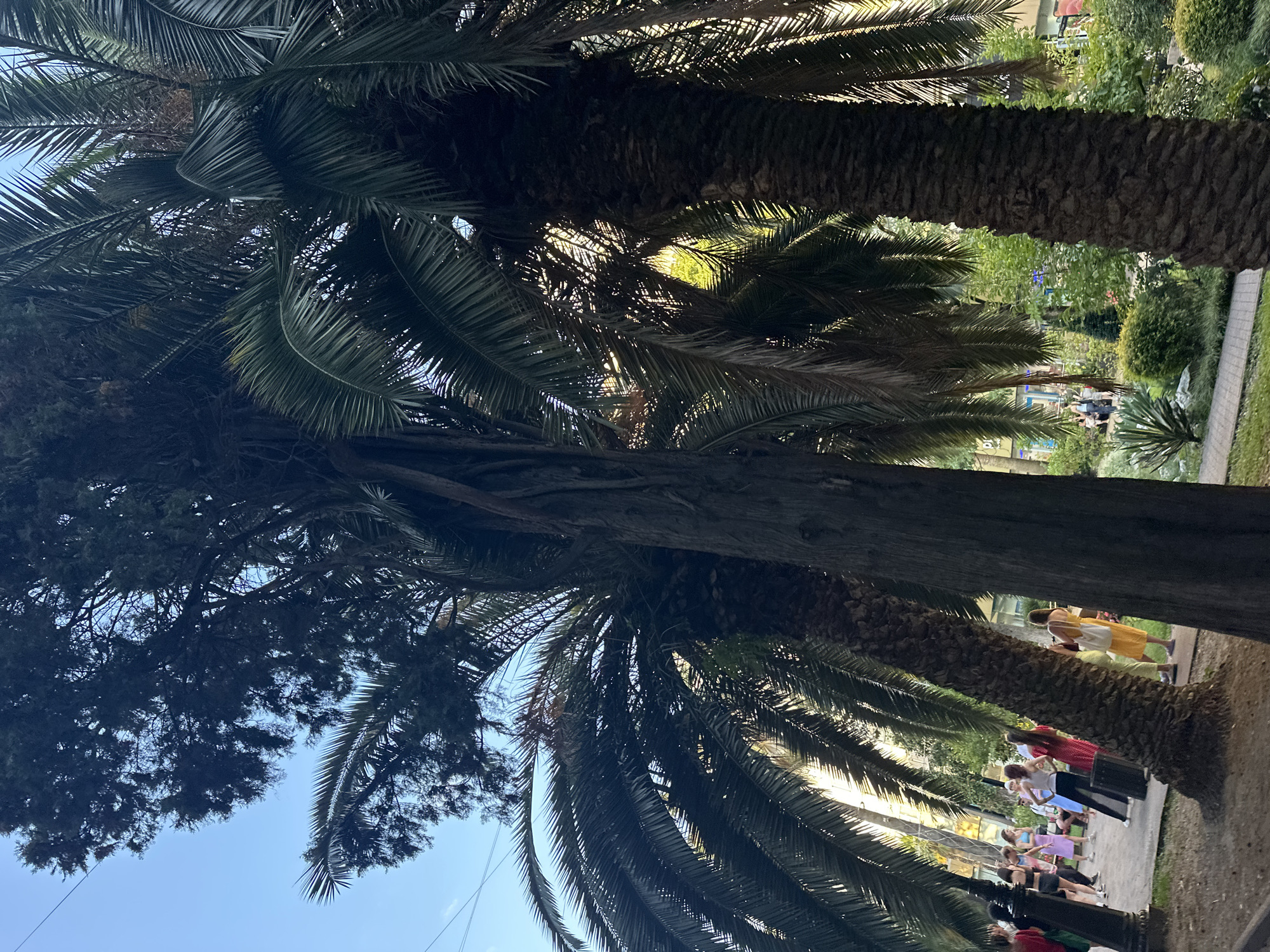 The image depicts a park-like setting with palm trees and lush greenery, characteristic of Sochi, Russia. A group of people, mostly women in casual attire, are gathered on a paved pathway, some appearing to be dancing or participating in an activity. The background reveals buildings and more vegetation. The sunlight filters through the palm fronds, creating a dappled effect. The overall atmosphere suggests a pleasant outdoor gathering or event.