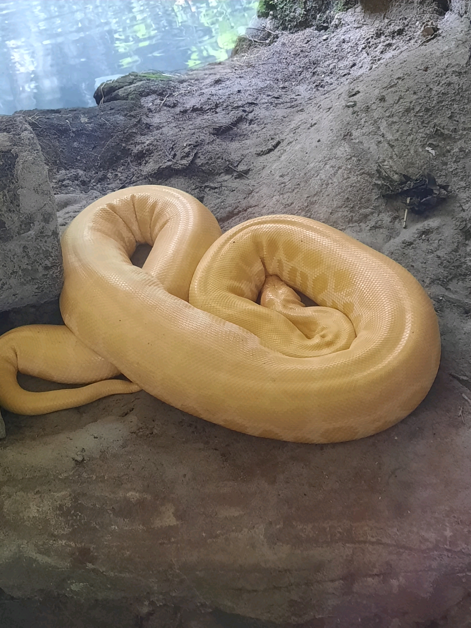 An albino python coils on a rough, grey rock surface near a body of water. The python is a pale yellow color with faint, darker markings visible on its scales. Its body is tightly wound, with its head tucked in towards the center of the coil. The background shows the edge of a body of water, with reflections of trees and greenery on its surface. There are also hints of moss and dirt on the rocky terrain. The scene appears to be in a naturalistic enclosure, possibly at a zoo or reptile sanctuary. The exact location in South Jakarta, Indonesia, is not determinable from the image alone.
