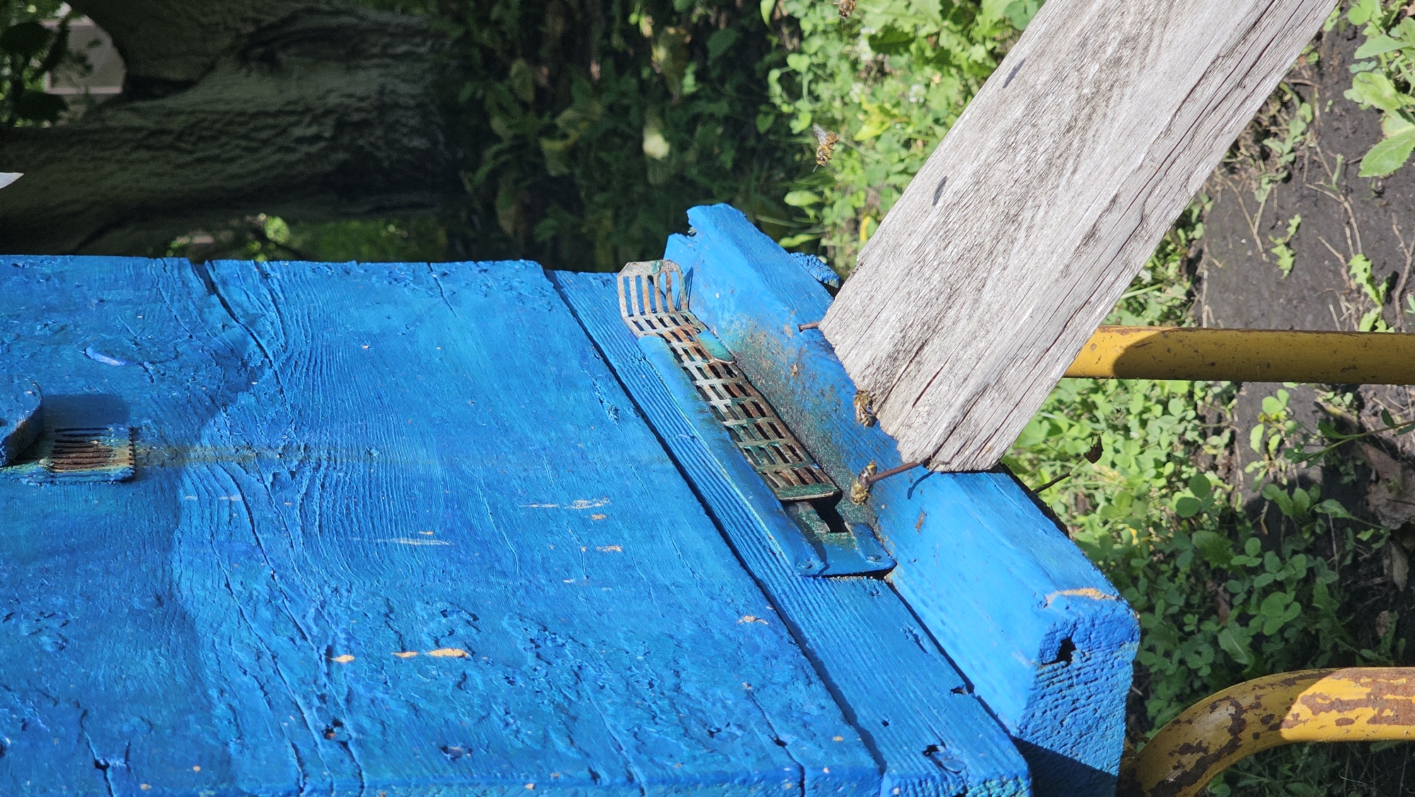 This is a close-up, eye-level, outdoor photograph of a bright blue wooden beehive. The hive has a grated entrance and a wooden landing board attached. Several bees are visible on the landing board and in flight near the hive entrance. The background consists of green foliage and the trunk of a large tree, suggesting a natural or semi-natural environment. The image is well-lit by natural sunlight. The specific location is indicated as Romanovka, Russia.