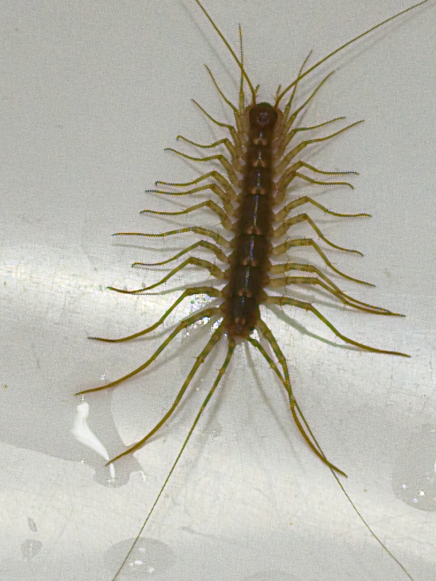 The image shows a top-down view of a centipede with a segmented brown body and numerous long, slender legs that are greenish-yellow in color. The centipede is positioned on a textured, light-colored surface, possibly a wall or floor, with some water or moisture visible on the surface around the lower part of the centipede. The background is plain and appears to be a solid, light color with some subtle texture. There are no people or other animals visible in the image. The centipede appears to be stationary. The image does not provide any information about its location in the city of Orenburg, Russia.