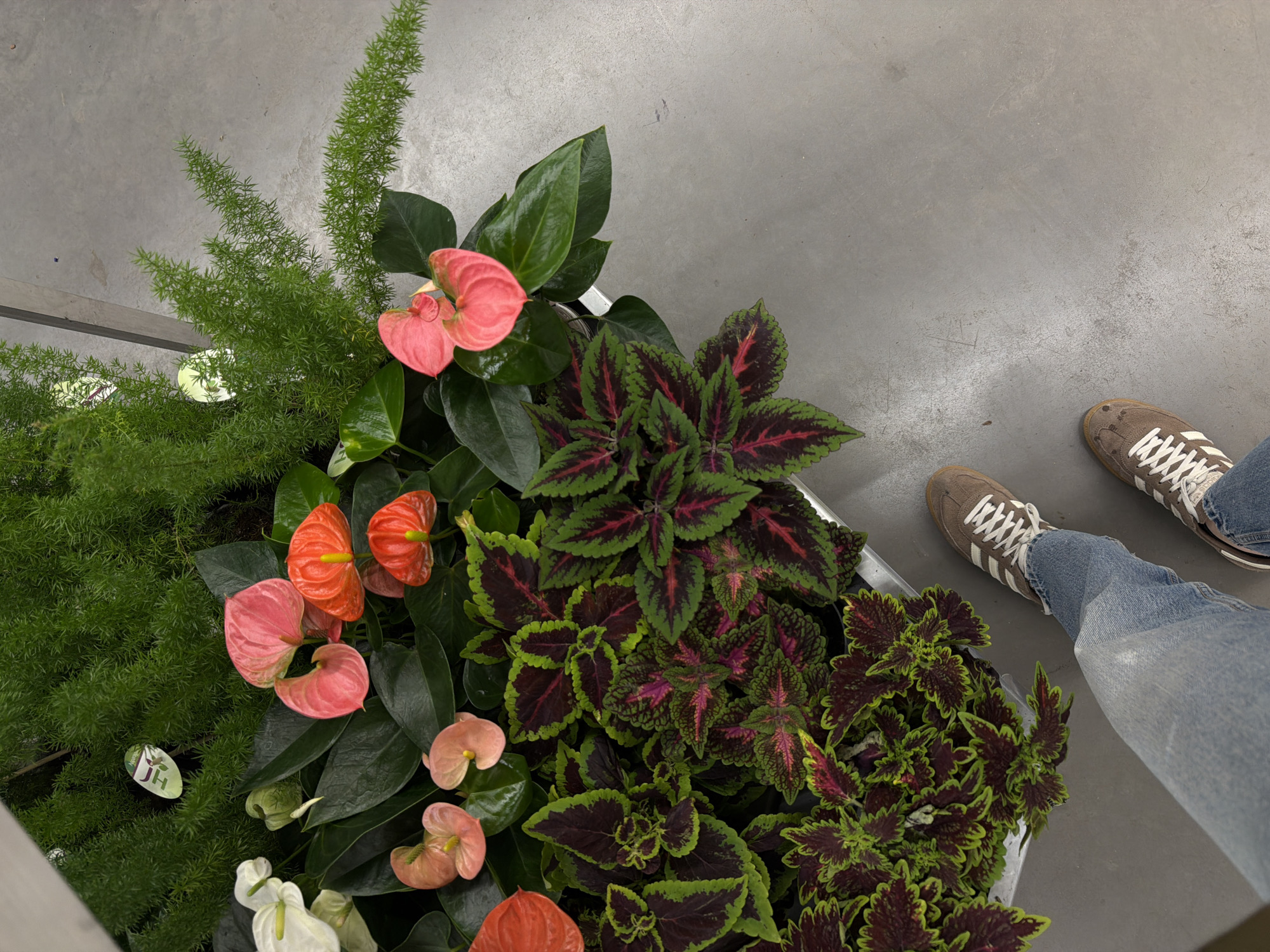 The image shows a person standing on a grey, hard floor next to a plant arrangement. The arrangement contains three different types of plants: green asparagus fern, anthurium flowers in shades of white, pink, and orange, and coleus plants with green and dark purple leaves. The person is wearing light-wash denim jeans and brown sneakers with white stripes. The scene is indoors. The location in Riga, Latvia is not identifiable from the provided image.