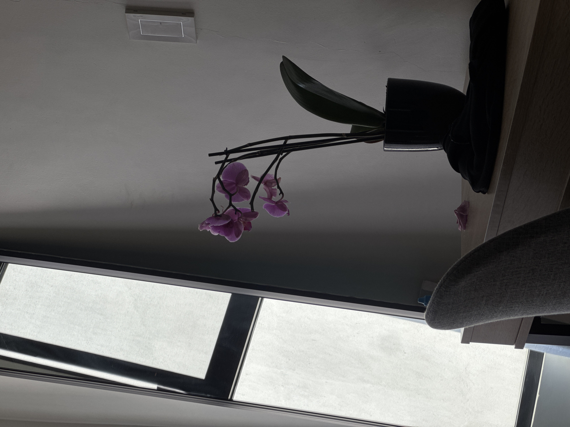 The image presents an interior scene, likely a room, with an orchid in a black pot placed on a surface (possibly a shelf or table). The orchid features green leaves and several purple blossoms on slender stems. A dark-colored piece of clothing (possibly a sweater or blanket) is draped next to the orchid pot.
In the background, a window with a white translucent covering provides diffused light. A grey chair is visible in the foreground on the right. A light fixture is also visible on the ceiling.
There is no information available in the image to infer the location within Puebla, Mexico or any activities.
