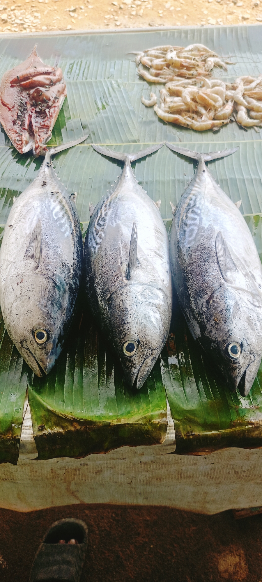 The image depicts a display of seafood on a banana leaf at a market, likely in Lhokseumawe, Indonesia. Three whole tuna fish dominate the center, arranged head-to-toe. To the upper left is a headless fish, and to the upper right is a pile of small shrimp. A portion of a person's foot wearing a sandal appears in the lower left corner. The market surface has a weathered, textured appearance.