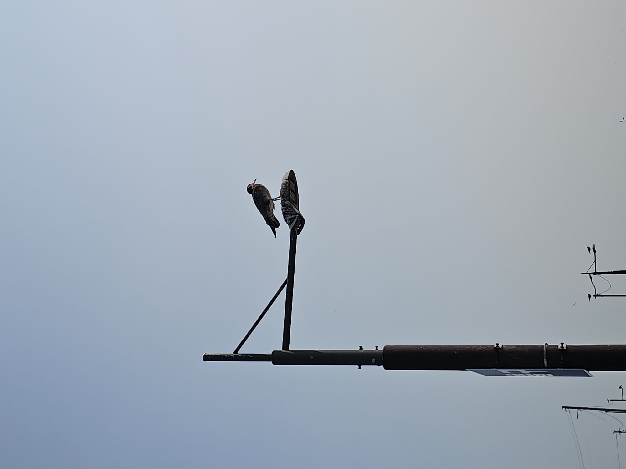 In Hwaseong-si, South Korea, a lone bird is perched on a street lamp against a clear sky. The street lamp is a dark, metal pole with a fixture at the top, on which the bird is resting. The bird is facing to the right and appears to be a seagull with mottled brown and white plumage. The background is a gradient of light blue, indicating daytime. In the distance, other utility poles and faint silhouettes of more street lights can be seen, suggesting an urban or suburban setting. The overall scene is still and quiet, with the focus on the solitary bird and the man-made structure.