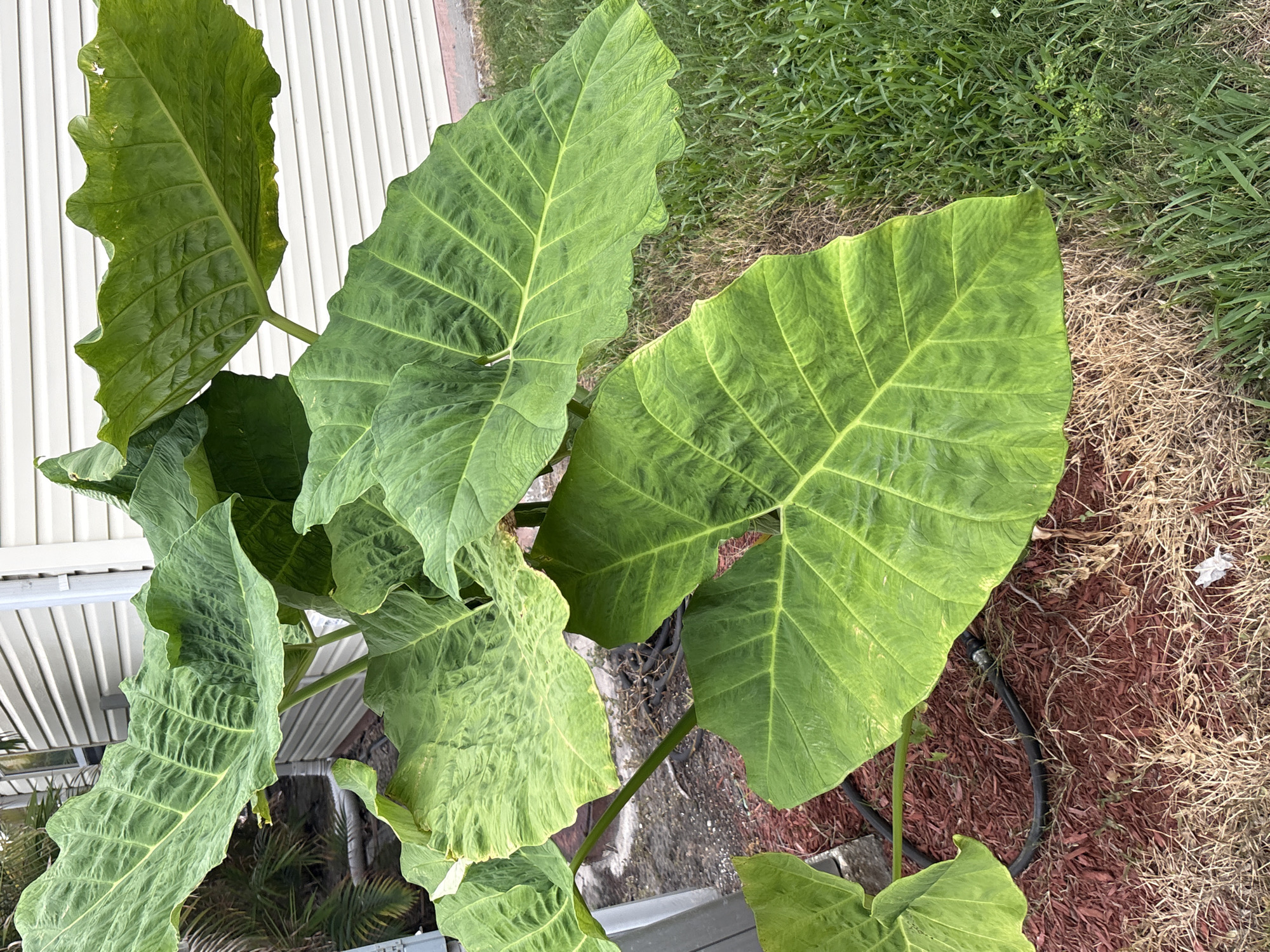 An outdoor scene in South Bradenton, United States of America, features a large plant with broad, green elephant ear leaves. The plant is situated in front of a light-colored, horizontal-paneled building. The ground around the plant is covered with red mulch and dry grass, transitioning to green grass on the right side of the image. A black hose is visible on the mulch. The lighting suggests it is daytime.