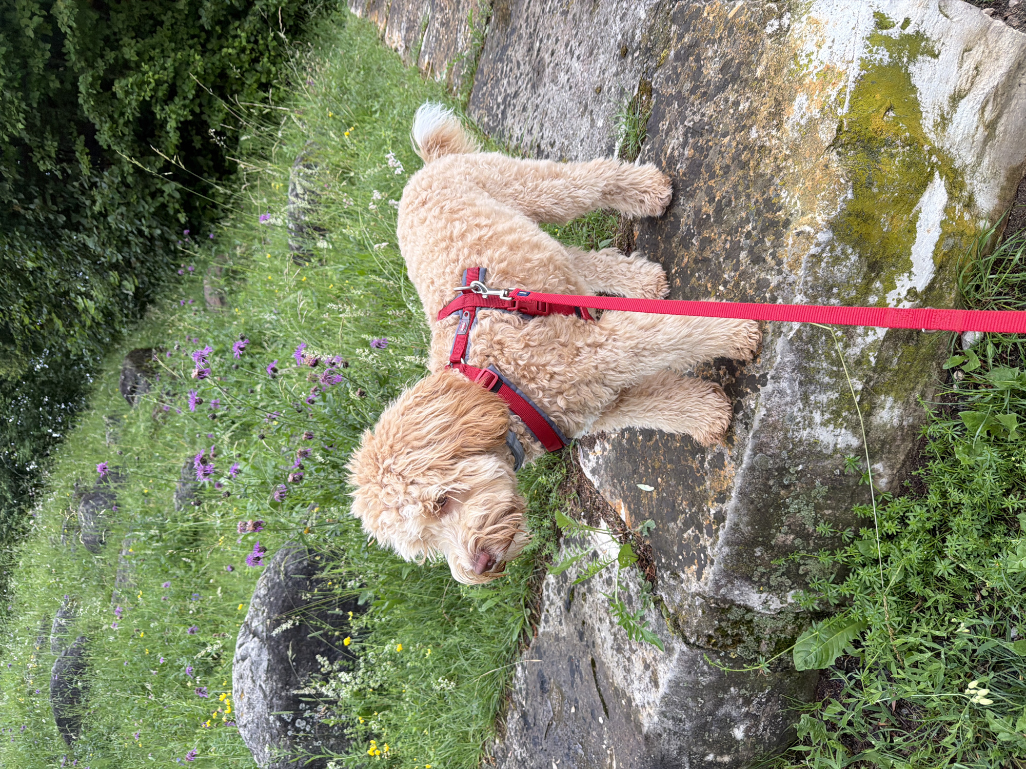 A light brown, curly-haired dog, wearing a red harness and leash, stands on a large, moss-covered rock. The dog is facing to the left, with its head slightly lowered. Behind the dog is a grassy slope dotted with purple and yellow wildflowers, as well as large, dark rocks. In the background, a dense green forest is visible. The scene appears to be an outdoor, natural setting. The location is identified as Poing, Germany.