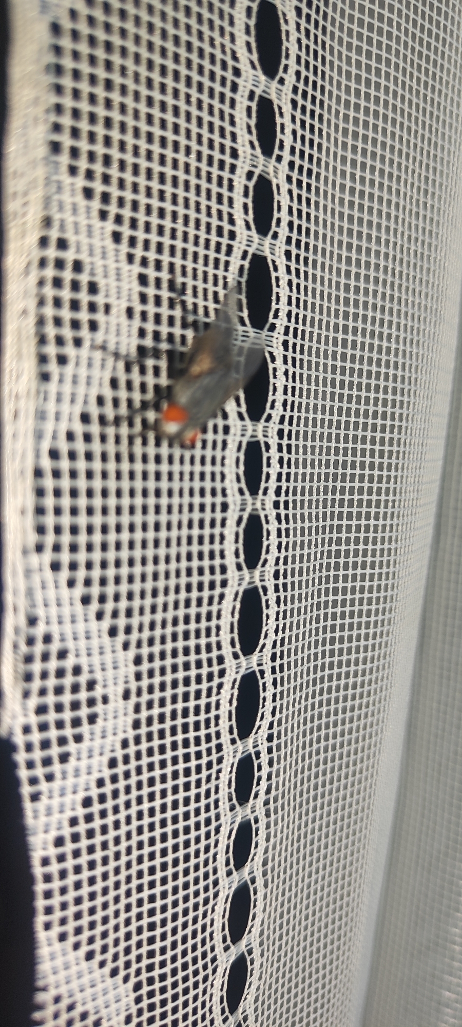 The image shows a close-up of a white, patterned net curtain with a dark background. A small insect, possibly a moth or butterfly, with gray and orange markings is clinging to the curtain. The insect is positioned in the middle left of the frame. The curtain has a repeating pattern of small squares and decorative oval holes. The lighting suggests this could be a domestic setting, possibly a window. There is no indication of the location within Tashkent, Uzbekistan.
