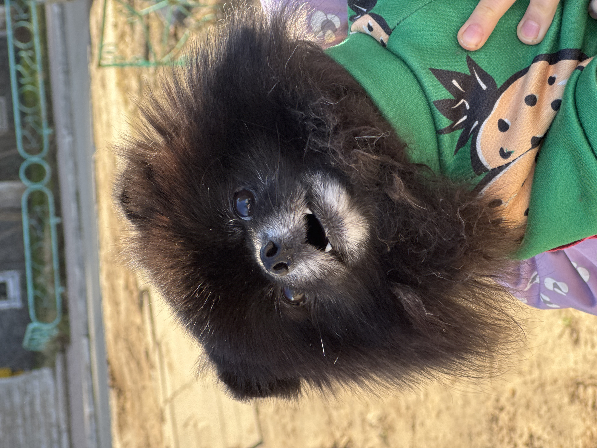 A black Pomeranian dog is being held by a person wearing a green and tan patterned shirt and a lavender shirt. The dog's face is visible, and it appears to be smiling. The background shows a sandy ground, a fence, and some greenery. This scene is potentially located in the city of Chaikovsky, Russia.