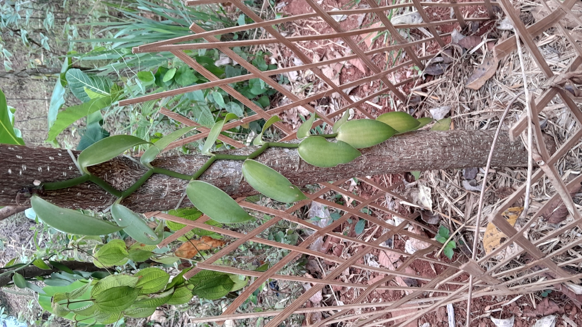 In Sumedang, Indonesia, a vanilla vine climbs a tree trunk. The vine has broad, green leaves and is supported by a lattice fence made of thin wooden slats. The ground is covered with dry leaves and soil. The background shows more foliage and greenery.