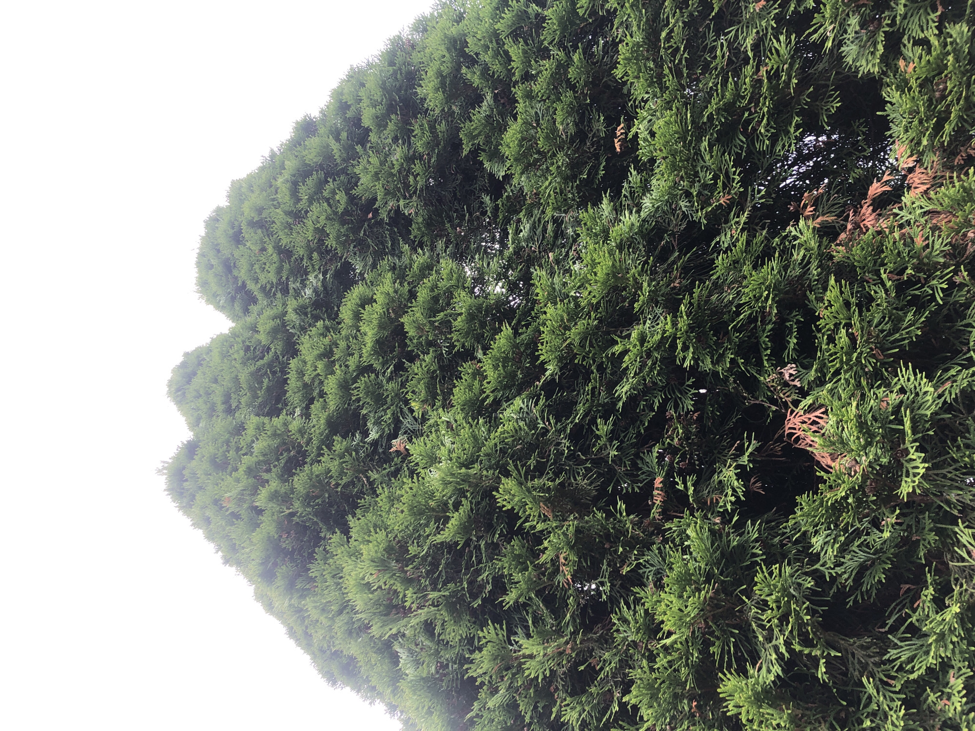 The image is a low-angle shot looking up at the dense, green foliage of a large evergreen tree, likely a cedar or cypress, against a bright, overcast sky. The branches are tightly packed, creating a textured surface with varying shades of green and some hints of brown, suggesting older growth or dry needles. The tree fills most of the frame, obscuring any view of the sky except for the very top portion. No people or other distinct objects are visible. The scene appears to be outdoors, in an area with mature trees, consistent with a suburban or park-like environment. Without further context, the specific location within "Московский Ветеран Снт, Russia" cannot be pinpointed from the visual information alone.