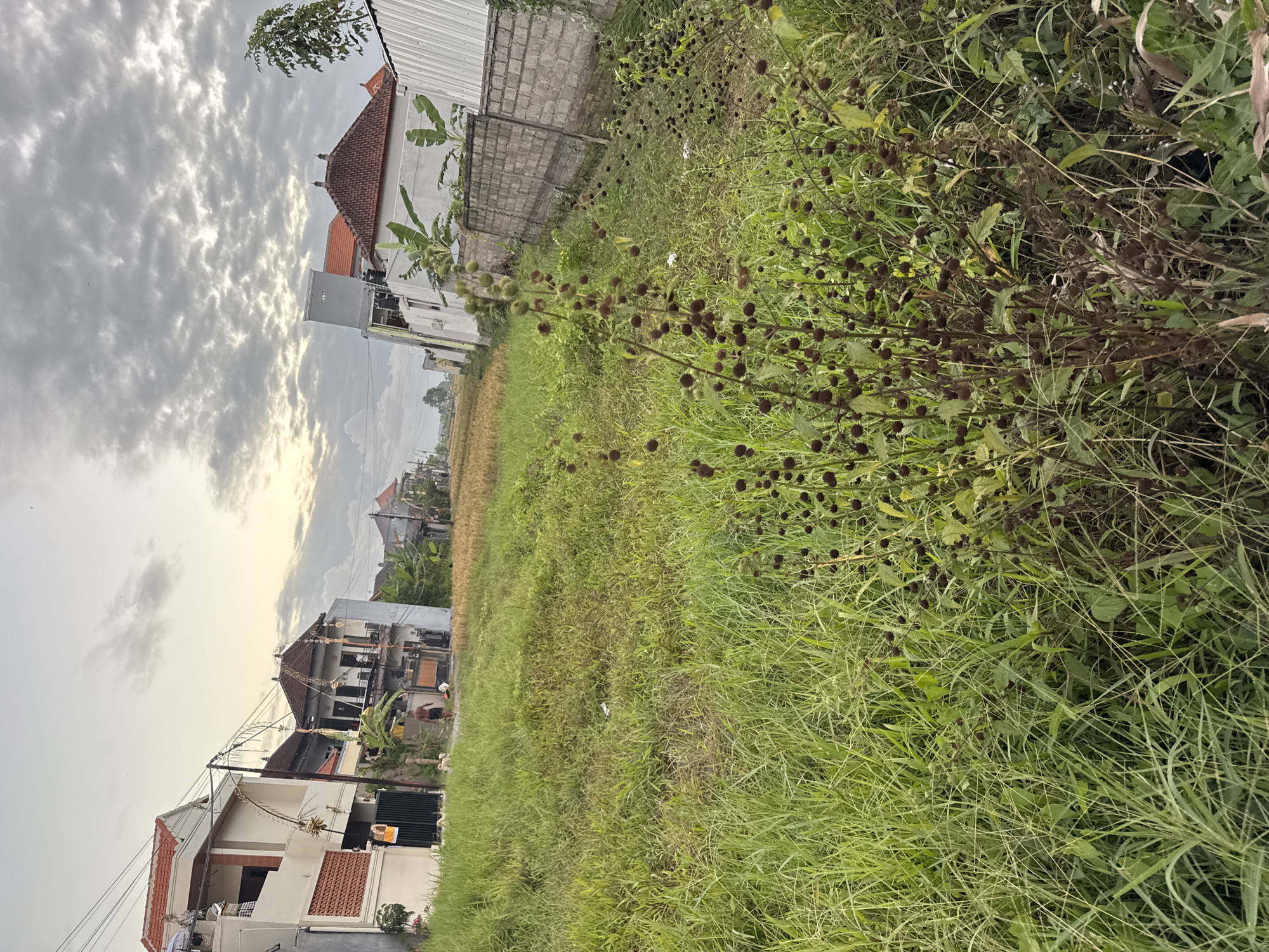 The image depicts an undeveloped plot of land in Sukawati, Indonesia, characterized by lush green grass and some dry weeds. In the background, residential buildings with tiled roofs are visible, typical of the local architecture. A man is walking across the grassy area, accompanied by several dogs. The sky is overcast with dramatic clouds. The scene suggests a rural or semi-rural setting within the city, with evidence of ongoing development or a lack of formal landscaping. The overall impression is one of natural overgrowth contrasted with human habitation.