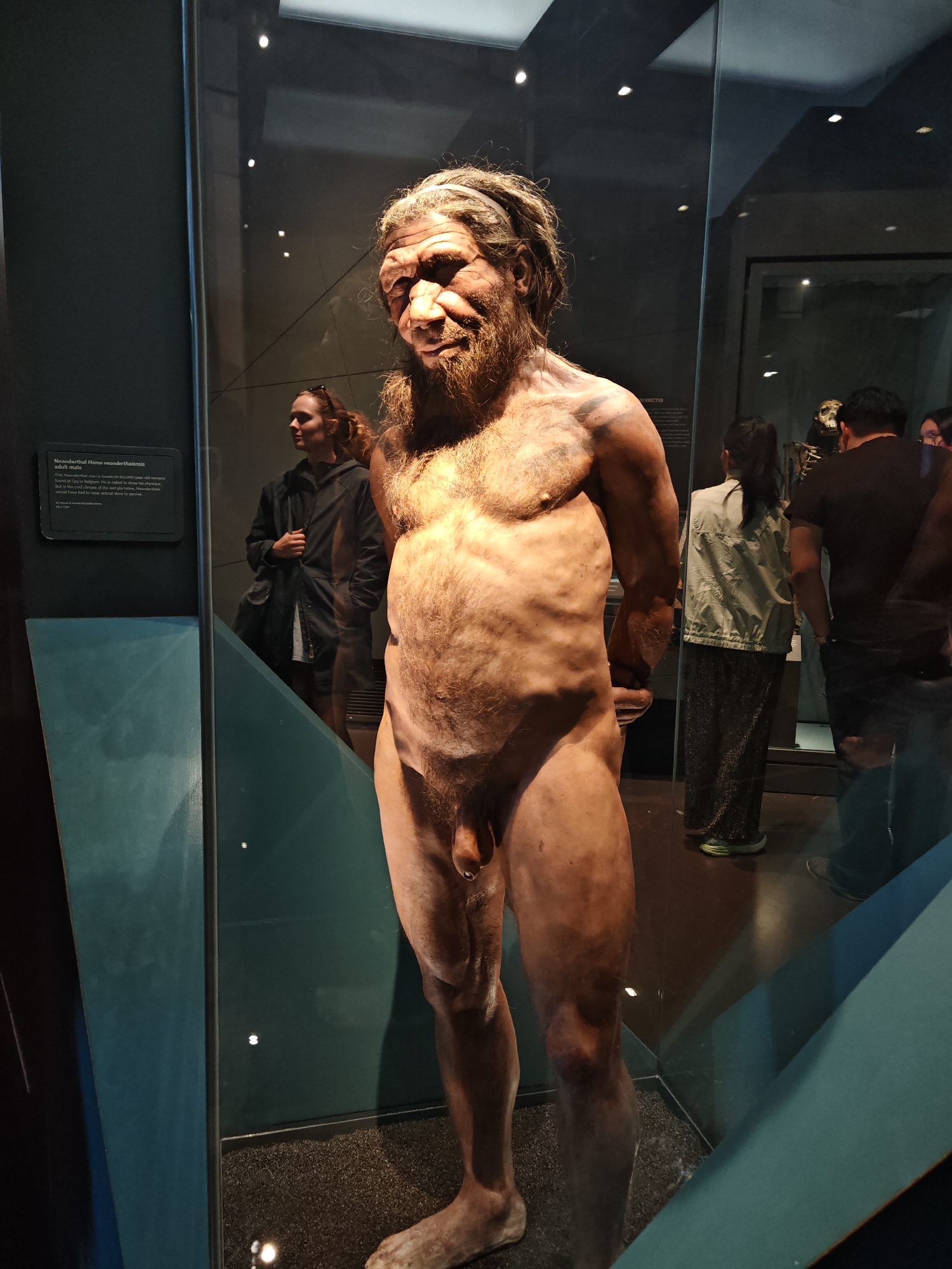The image depicts a life-sized model of a Neanderthal man within a glass enclosure, likely in a museum setting. The model is nude, displaying a muscular physique with a hairy body and a beard. A sign next to the enclosure identifies the subject as "Neanderthal Homo neanderthalensis adult male." Behind the enclosure, several museum visitors can be seen, including a woman in a jacket, and others further back. The background features dark walls and displays indicative of a museum environment. Based on the information on the sign, this is likely located at the Natural History Museum in London, United Kingdom.