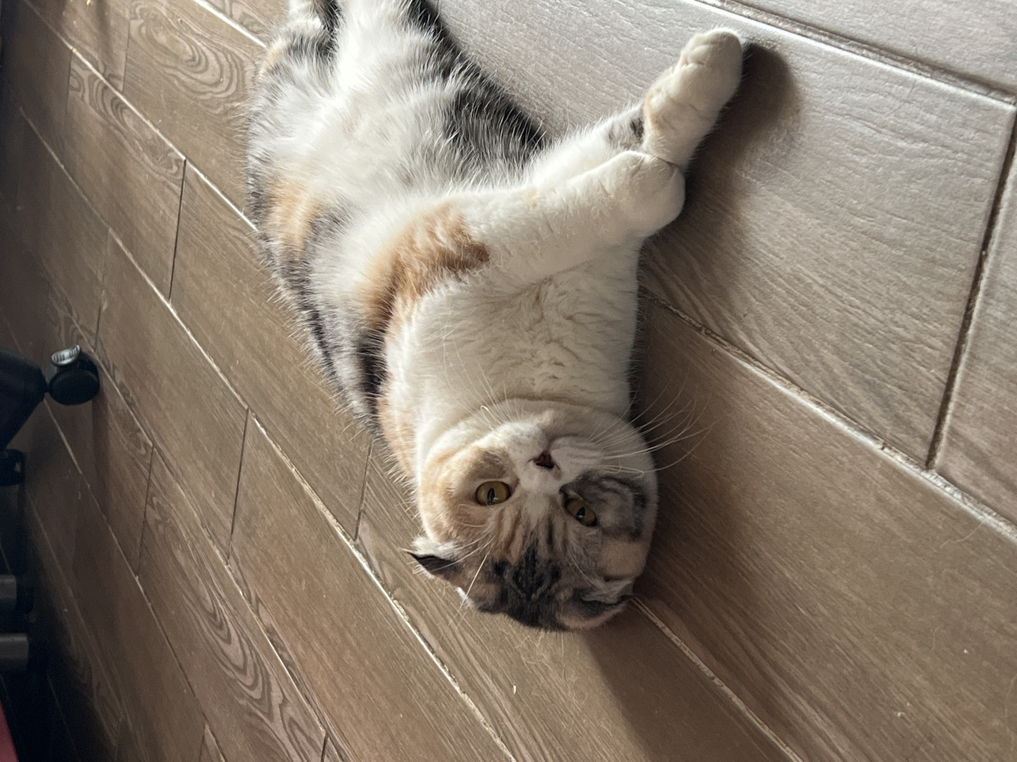 A calico cat is lying on its back on a wood-look tiled floor. The cat is positioned with its head towards the bottom of the frame and its body extending upwards at an angle. Its paws are crossed near its chest. The tile floor appears to be inside a building. There is a blurred black object, possibly a chair, visible in the upper left corner of the frame. There is no verifiable evidence to support this location being in the city of Noviy, Russia.