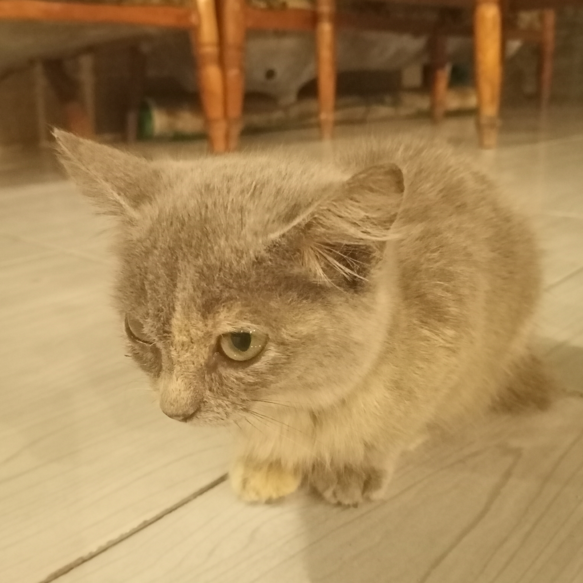 A light gray tabby kitten is sitting on a wooden floor. The kitten is facing left with its head slightly lowered. Its eyes are partially closed, and it appears to be looking down. The kitten has pointed ears and light brown fur with some darker tabby markings on its head. The floorboards are light in color and run horizontally across the image. In the background, out of focus, are wooden chair legs and some dimly lit area that appears to be under furniture. There are no people present. The environment is indoors, likely a residential setting. The image is a close-up of the kitten and its immediate surroundings. There is no information available to determine the location of this scene within Ketowan, Indonesia.