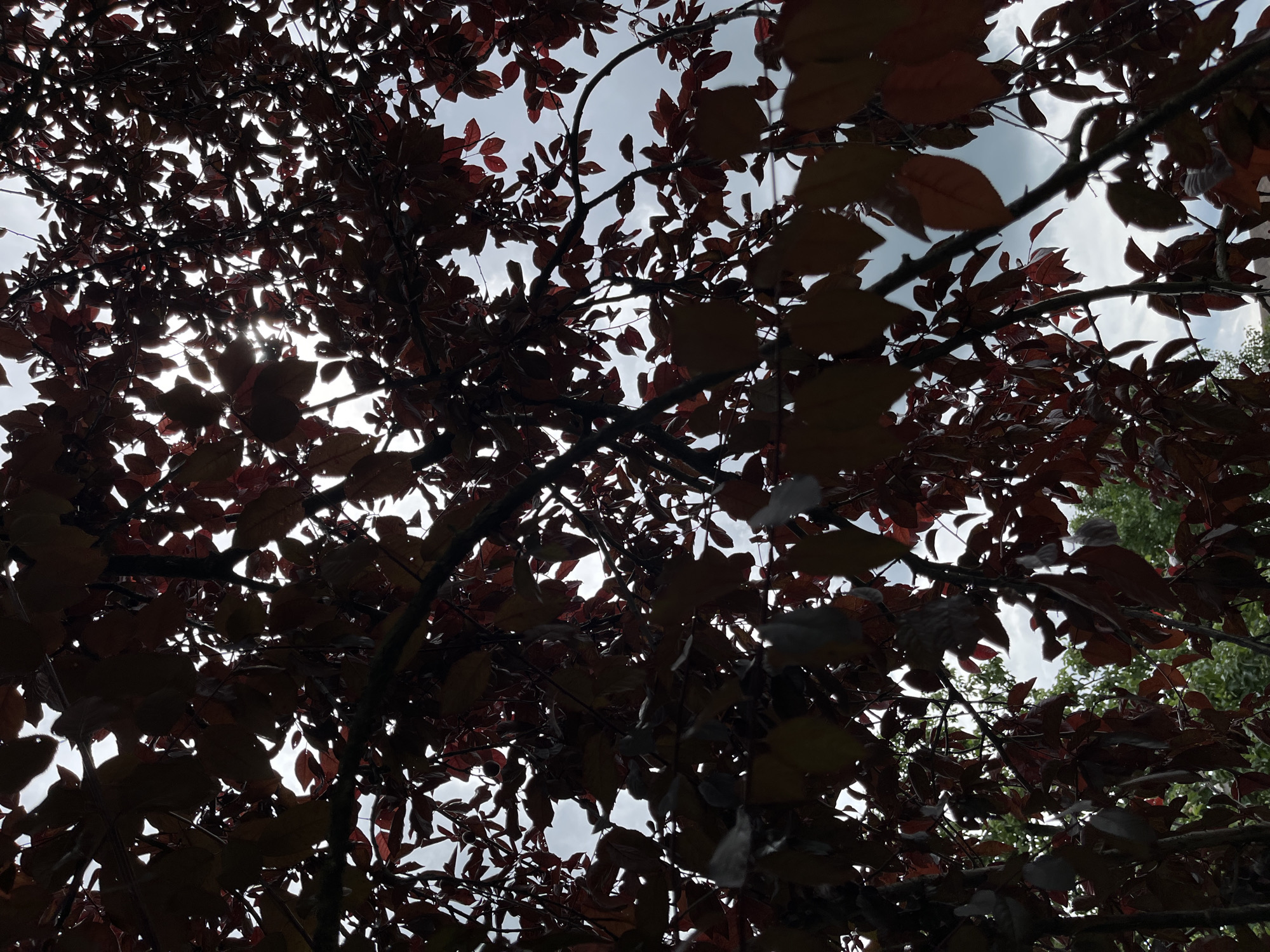 The image shows a close-up view of a tree with dark red leaves against a cloudy sky. Sunlight filters through the leaves, creating a dappled effect. The branches of the tree are visible, some thin and delicate, others thicker and more substantial. In the background, slightly out of focus, are green trees. The scene appears to be outdoors, likely in a park or garden setting within the city of Kalynivka, Ukraine. No people are visible in the image.