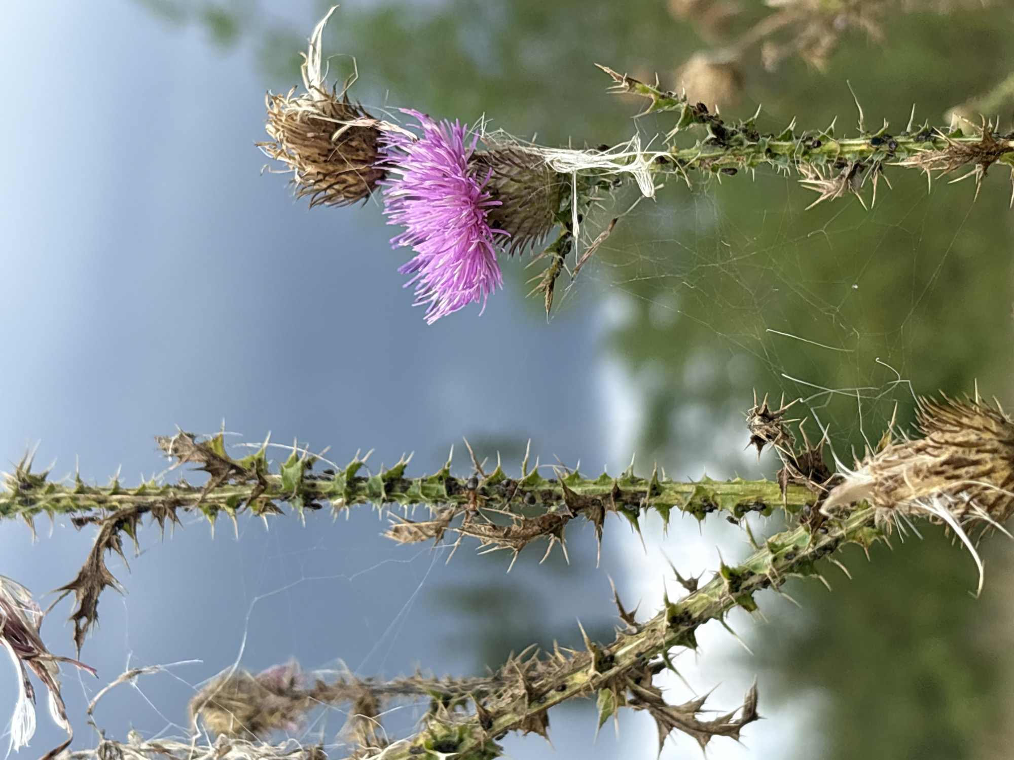 The image depicts a close-up view of a thorny plant, likely a thistle, with a prominent vibrant pink flower in the center. The plant has a green, spiky stem covered in sharp thorns and is adorned with wisps of spiderwebs. To the left and right of the main subject, other dried and withered parts of the plant are visible. The background is a soft blur of muted green foliage and a dusky blue sky, suggesting an outdoor setting in natural light. The location is identified as Lushnikovka, Russia, though no specific city features are discernible in the image. There are no people or discernible actions or interactions depicted.