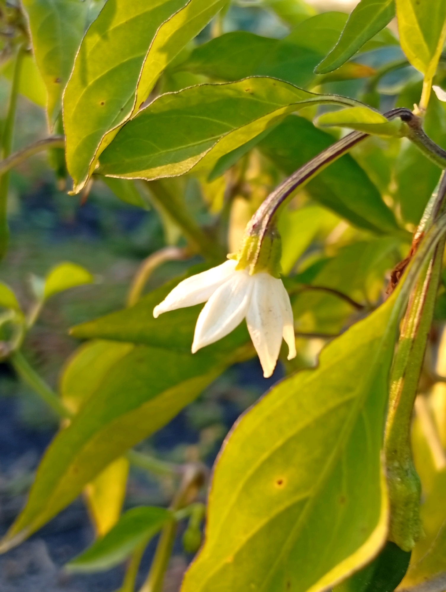 A close-up, vertical shot captures a white pepper flower with five petals and a green calyx hanging from a thin, dark stem. The flower is illuminated from the left, casting a soft glow. The background is a blur of green leaves, with some areas catching the light and appearing yellow. The setting appears to be a garden or a natural outdoor environment.