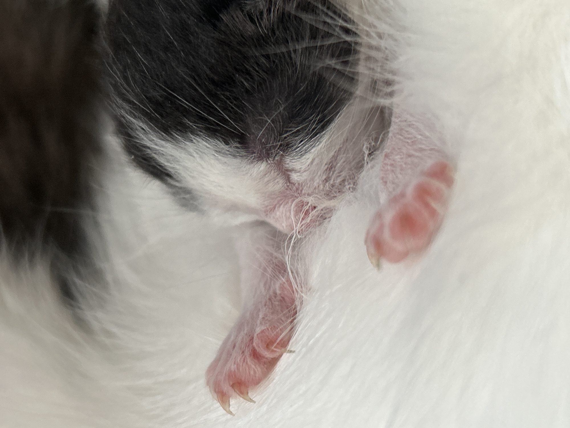 The image shows a close-up view of a newborn kitten. Its fur is black and white, and its paws are pink with visible claws. The kitten is lying on a surface covered in white fur. The location is not identifiable in the image.