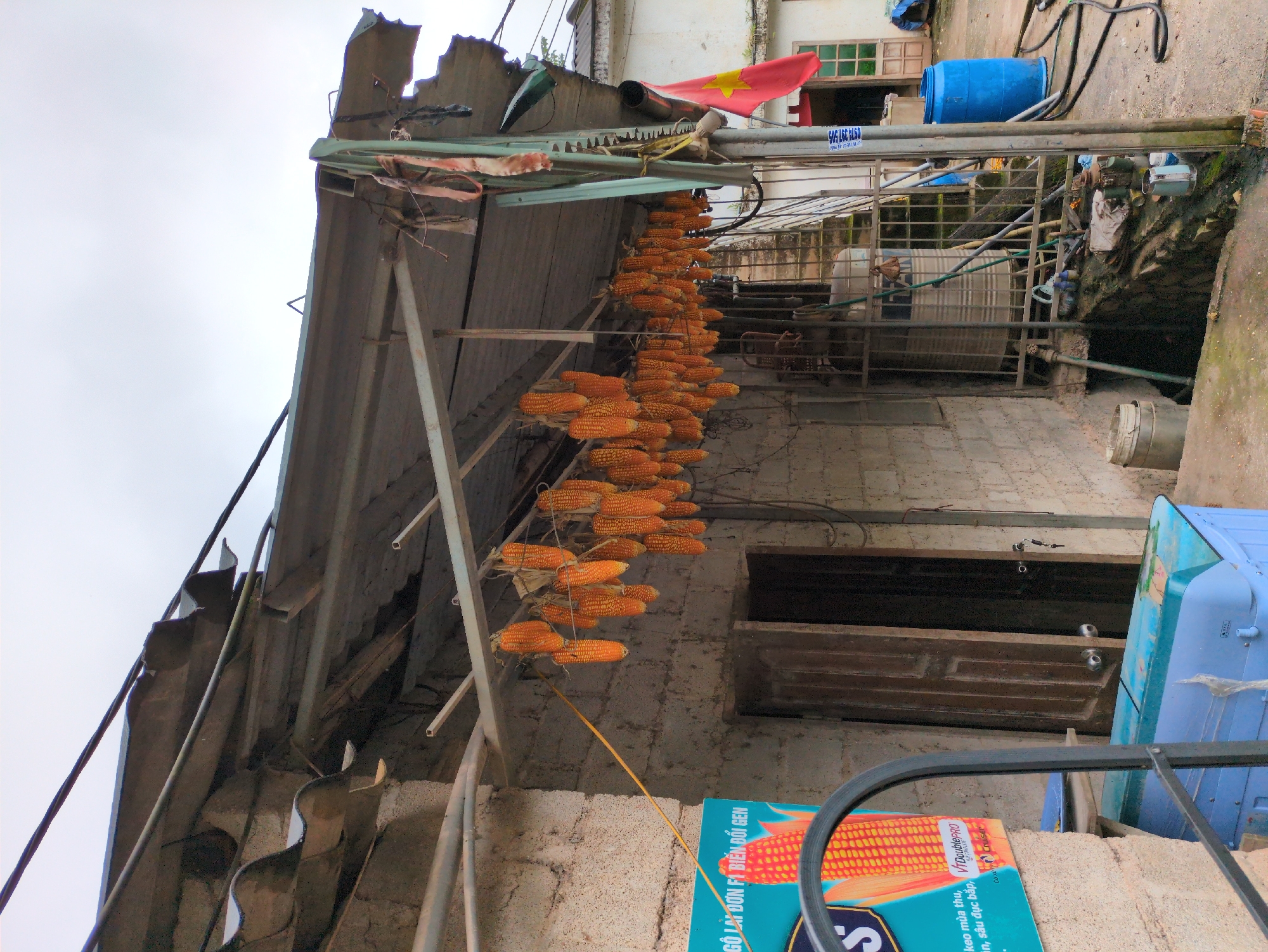 The image depicts an outdoor scene in Lũng Phìn Commune, Vietnam. A structure with a corrugated metal roof, supported by metal beams, is visible. Rows of dried corn cobs are hanging from the roof's underside, suspended by strings. To the left, a portion of a turquoise sign with an image of corn and Vietnamese text is present. A brick building with an open wooden door stands behind the hanging corn. In the background, a red flag with a yellow star is flying from a pole. Various objects, including blue barrels, a metal tank, pipes, and buckets, are scattered around the ground. The overall environment appears to be weathered and functional, suggesting a rural or agricultural setting.