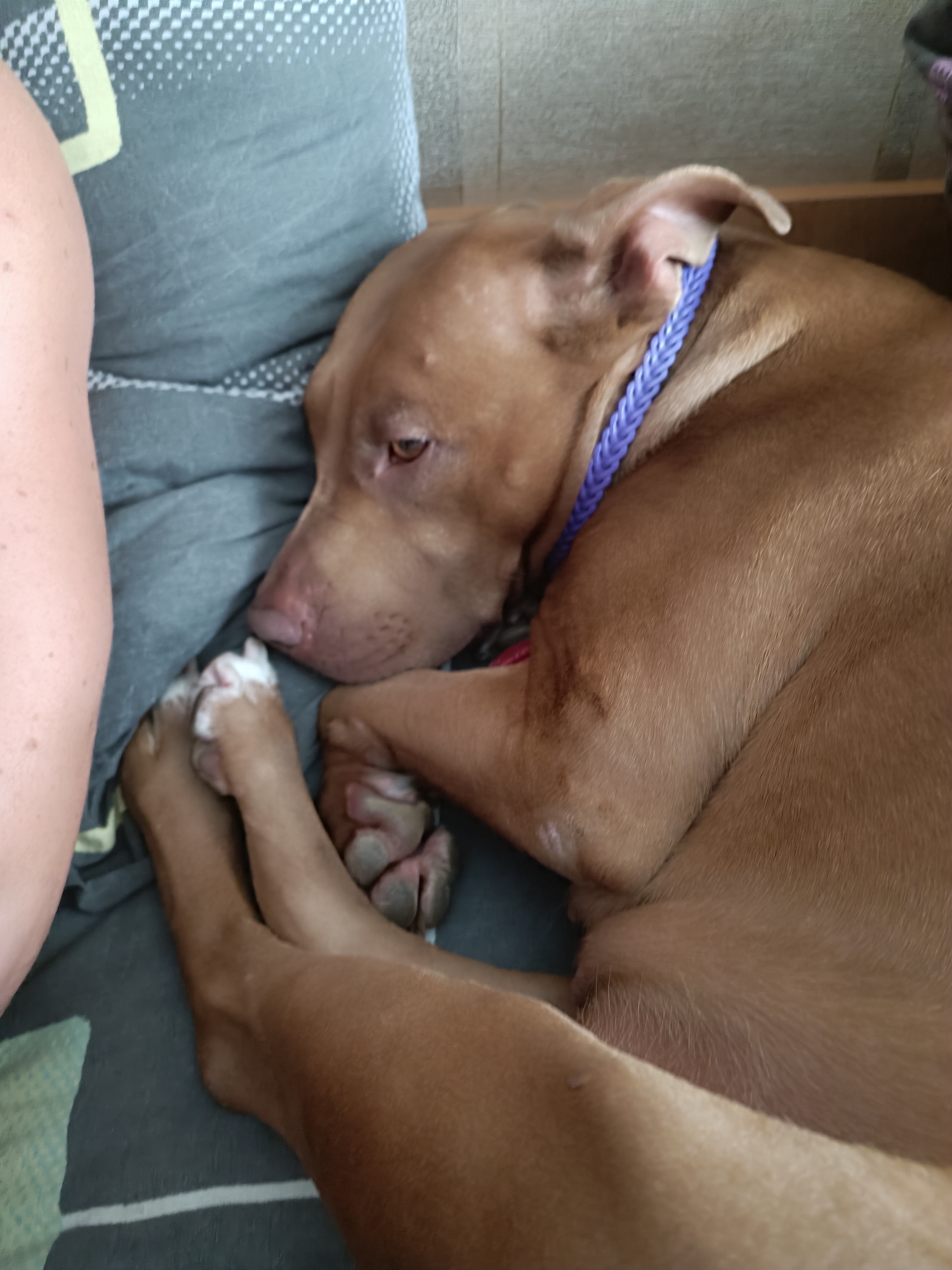A light brown pit bull dog is lying down on a gray blanket with a white stripe pattern. The dog is facing left with its head resting on its paws. A blue braided collar is around its neck. The dog's fur is short and smooth. To the left of the dog is a person's leg, which is a light tan color. The person is wearing a gray shirt with a green and white patterned stripe on the left shoulder. The background appears to be a wall, possibly textured.