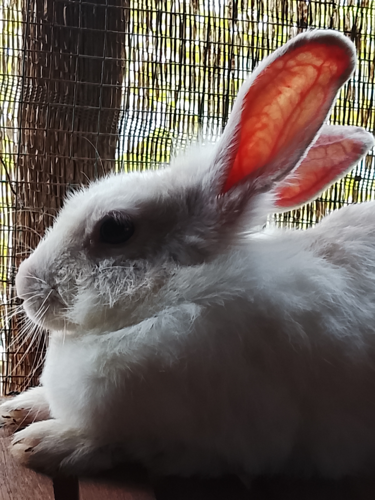 A white rabbit with prominent pink ears is resting indoors, its body filling the right side of the frame. The rabbit is positioned on a wooden surface, with a thatched or bamboo-like barrier visible in the background, which appears to be a fence or screen. The lighting suggests an indoor setting, possibly a cage or enclosure, with natural light filtering through the background barrier. The rabbit's fur is soft and white, with noticeable whiskers extending from its muzzle. Its eyes are dark and appear to be looking towards the left side of the image. The ears are large and translucent, revealing a network of blood vessels. There is no indication of the location being in Meunasah Raya, Indonesia.