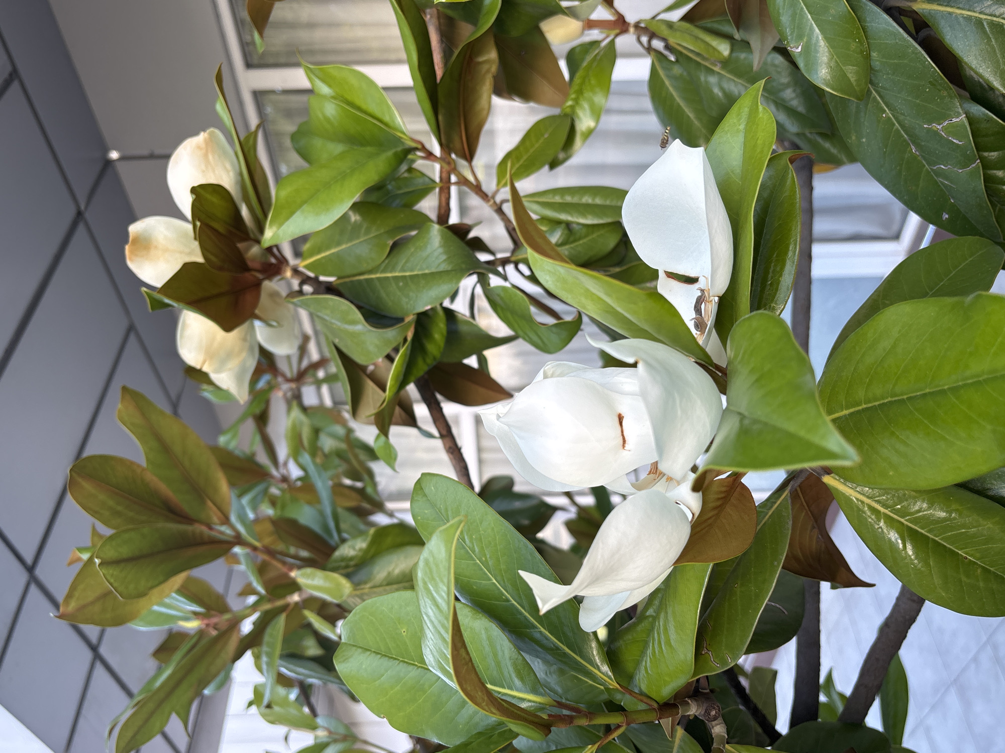 The media file shows a close-up of a magnolia tree with several large, white flowers in bloom, interspersed with glossy, dark green leaves. The flowers are in various stages of opening, some are fully open, revealing delicate white petals with hints of yellow, while others are still tightly budded. The leaves are thick and leathery, with some showing a reddish-brown underside. The branches are sturdy and brown. The background is blurred, but appears to be an outdoor setting with some architectural elements, possibly a building with a gray, tiled facade and a white quilted structure. The lighting suggests it is daytime, with the sun casting soft shadows on the leaves and flowers, highlighting their textures. The overall impression is one of natural beauty and serenity, with the vibrant blooms of the magnolia tree being the clear focal point. There is no visible text in the image. The location context provided is Sochi, Russia, which suggests this scene might be enjoyed during the warmer months when magnolias typically bloom.