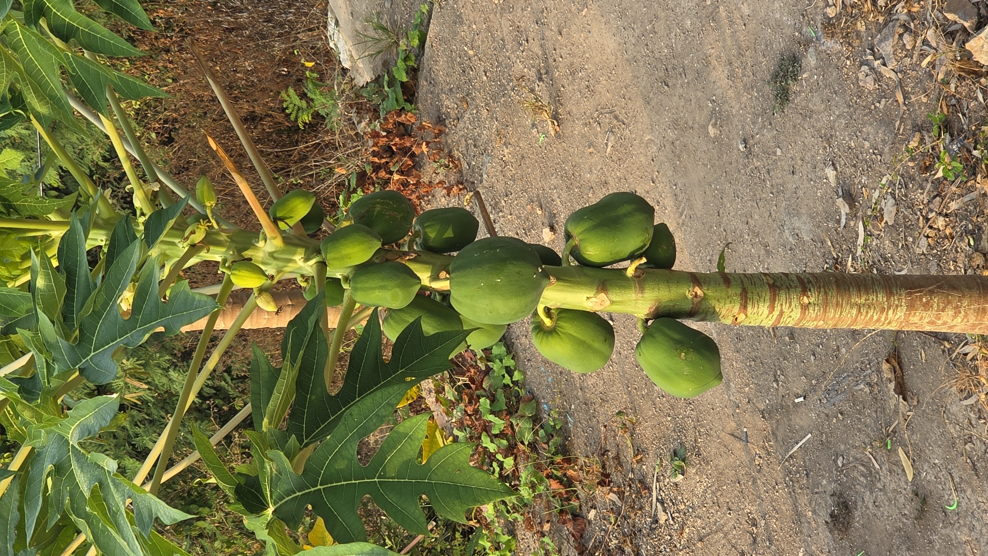 The image depicts a papaya tree laden with unripe green papayas growing in what appears to be a natural, possibly rural, environment. The tree is positioned against a backdrop of dirt, small plants, and a concrete surface. The papayas vary in size, clustered around the tree's trunk. The tree's leaves are large and distinctively lobed. The location's specification, Bac Natural Heritage Area Trang, Vietnam, is noted but not explicitly discernible from the visual elements.