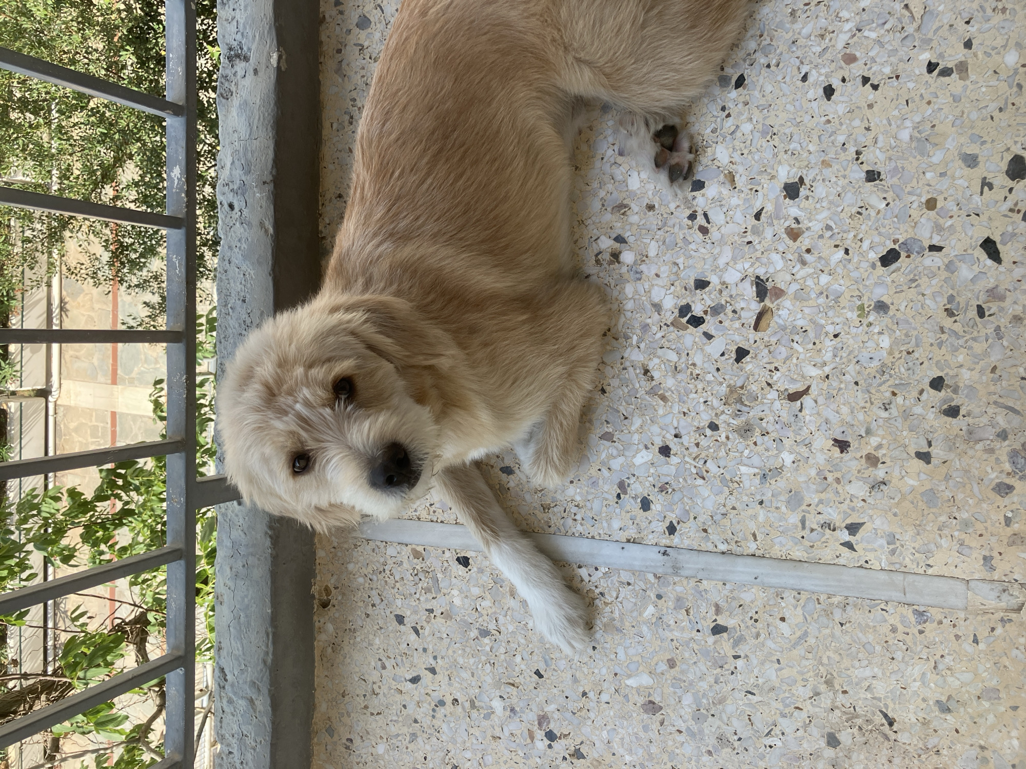A light brown, medium-haired dog lies on a speckled terrazzo floor, likely on a balcony in Paleo Faliro, Greece. The dog is facing the camera, with its head tilted slightly. Behind the dog, a grey metal railing is visible, with lush green foliage and a building facade in the background. The floor exhibits a mosaic of light and dark colored chips embedded in a pale, cement-like base. A thin, light-colored strip runs vertically down the center of the frame, dividing the floor. The dog's front left paw is extended forward, with white fur at the end, contrasting with its light brown body. Its right hind paw is visible further back on the floor. The lighting suggests it is daytime, with shadows cast by the railing.