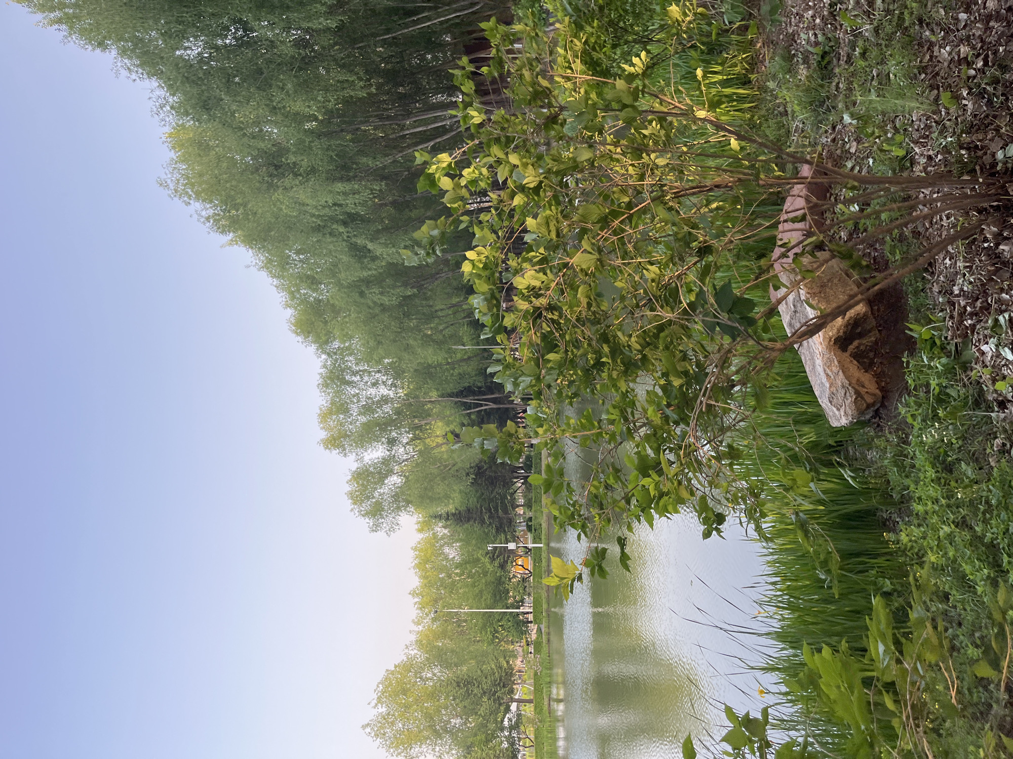The image shows a pond bordered by trees and vegetation, likely in Changchun City, China. The sky is visible in the upper left. A bush with green leaves is prominent in the foreground. A rock is visible near the right edge of the pond. In the distance, infrastructure, possibly including lampposts, is visible. The image appears to be taken at dusk or dawn due to the soft lighting.