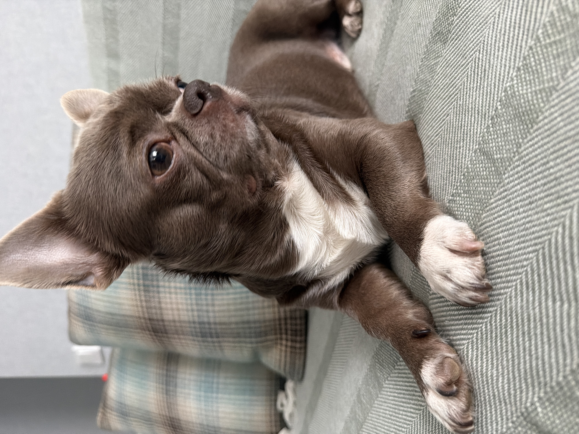 A brown and white Chihuahua is lying on a textured, light green surface, likely a sofa or blanket. The dog is facing upward, with its head tilted and one ear visible. The dog's paws are visible, with white fur. The background includes a plaid pillow and a white outlet. The location is not discernible from the image. No city information is available from the image.