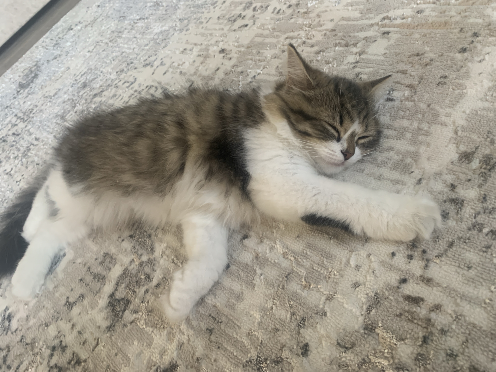 A cat is sleeping on a patterned rug. The cat is gray and white with closed eyes. It is lying on its side with one paw extended. The location is unknown.