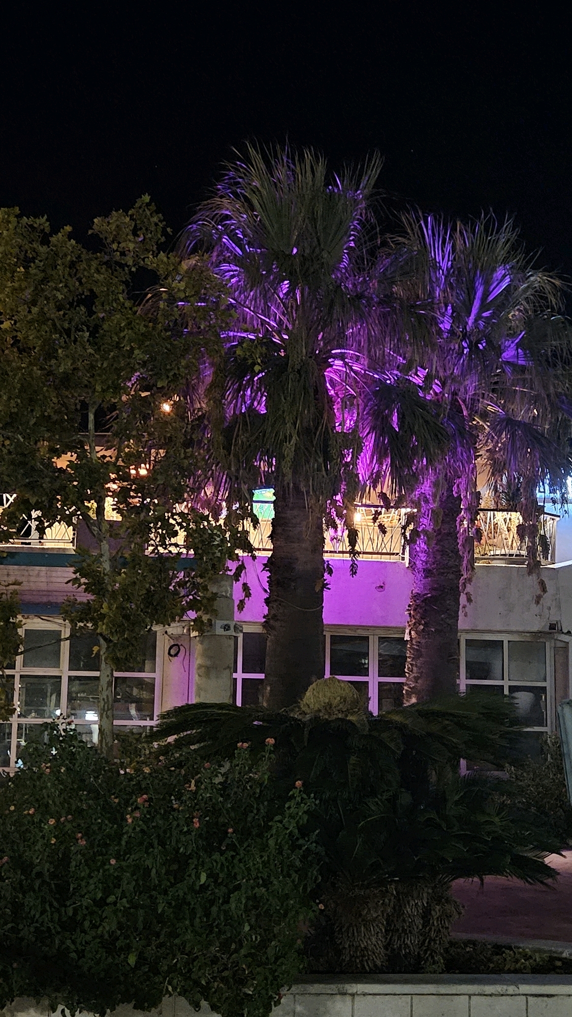 The image depicts a nighttime scene in Općina Tučepi, Croatia, featuring several palm trees illuminated with vibrant purple lighting. In the background, a building with multiple windows and a balcony is visible, also bathed in the purple glow. A leafy tree with scattered yellow lights is positioned to the left of the palm trees. In the foreground, dense green foliage with small pink flowers is present, along with another smaller palm-like plant. The overall atmosphere is illuminated and suggestive of an outdoor evening establishment or decorated area.