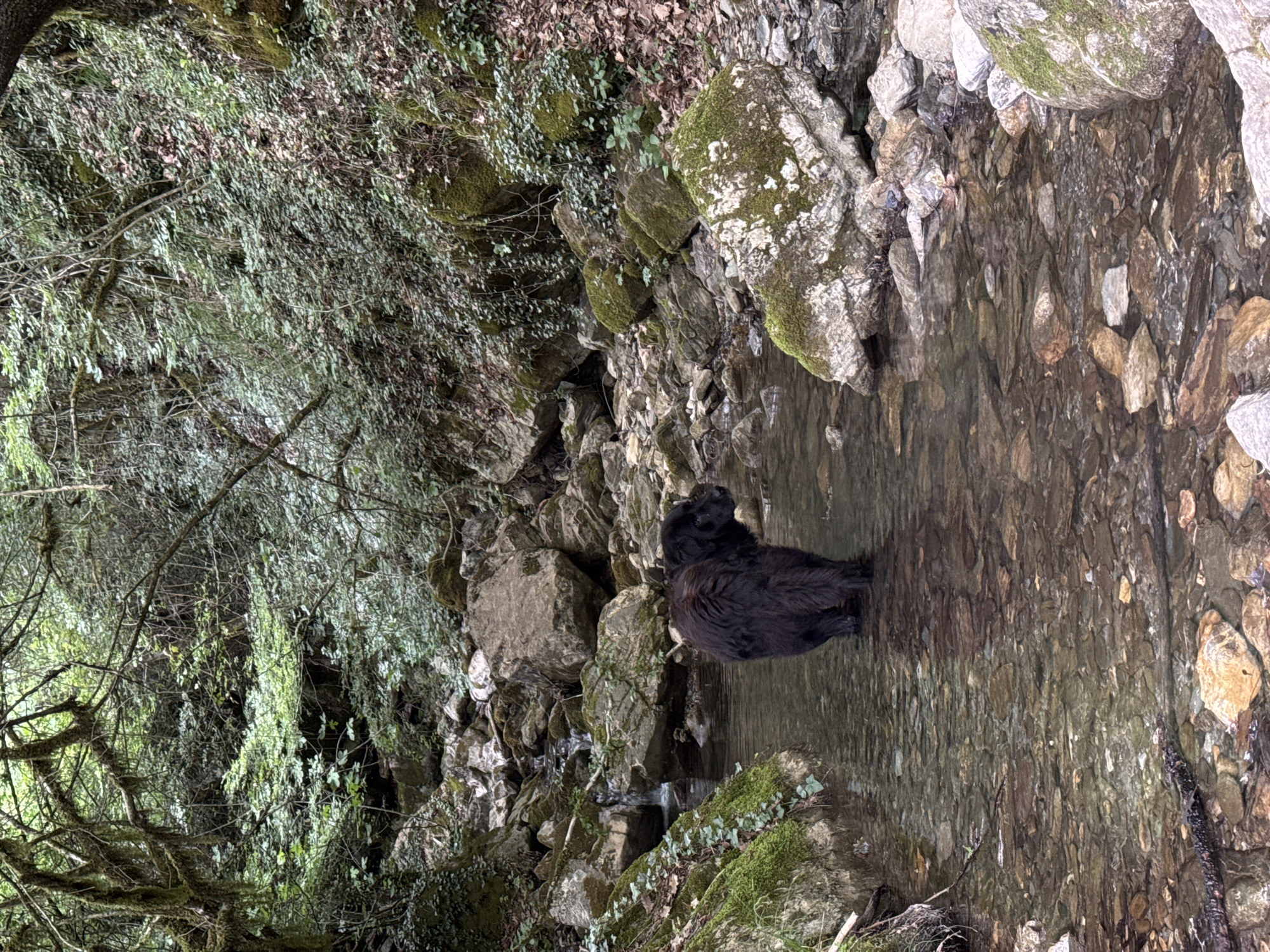 The image shows a large black dog standing in a shallow stream in a rocky, wooded area. The stream is clear enough to see the stones on the bottom. The banks of the stream are lined with rocks and moss-covered stones. Trees and vegetation grow densely on the left side of the frame. The image appears to be taken in a natural environment, possibly in the vicinity of Međuriječje, Montenegro.