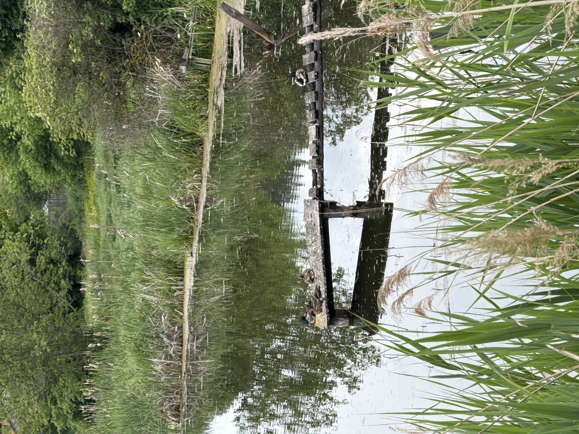 This image depicts a tranquil waterside scene in Mykolaivka, Ukraine. A calm body of water, possibly a pond or canal, occupies the midground, reflecting the overcast sky and lush green vegetation on its banks. The water's surface exhibits patches of green algae and subtle ripples.
In the foreground, tall, vibrant green reeds and some dry, feathery stalks rise from the water's edge. The banks of the water body are densely covered with various green foliage, including tall grasses and cattails with their characteristic brown seed heads.
A rustic, weathered wooden jetty or bridge extends into the water from the left bank. This structure consists of dark, unrefined wooden planks supported by posts submerged in the water. On the wider platform section of this jetty, three mallard ducks are resting: two drakes (one with a prominent iridescent green head) and one mottled brown hen. Further along the narrower section of the wooden structure to the right, a fourth mallard duck is also resting, facing left.
In the background, beyond the vegetation, a dense canopy of deciduous trees and bushes creates a green backdrop. Faintly visible through the foliage on the left is a wooden fence and an area with some yellow-flowered plants. Another broken wooden post or structure protrudes from the water further to the right, beyond the jetty. The lighting is diffused, suggesting an overcast day.