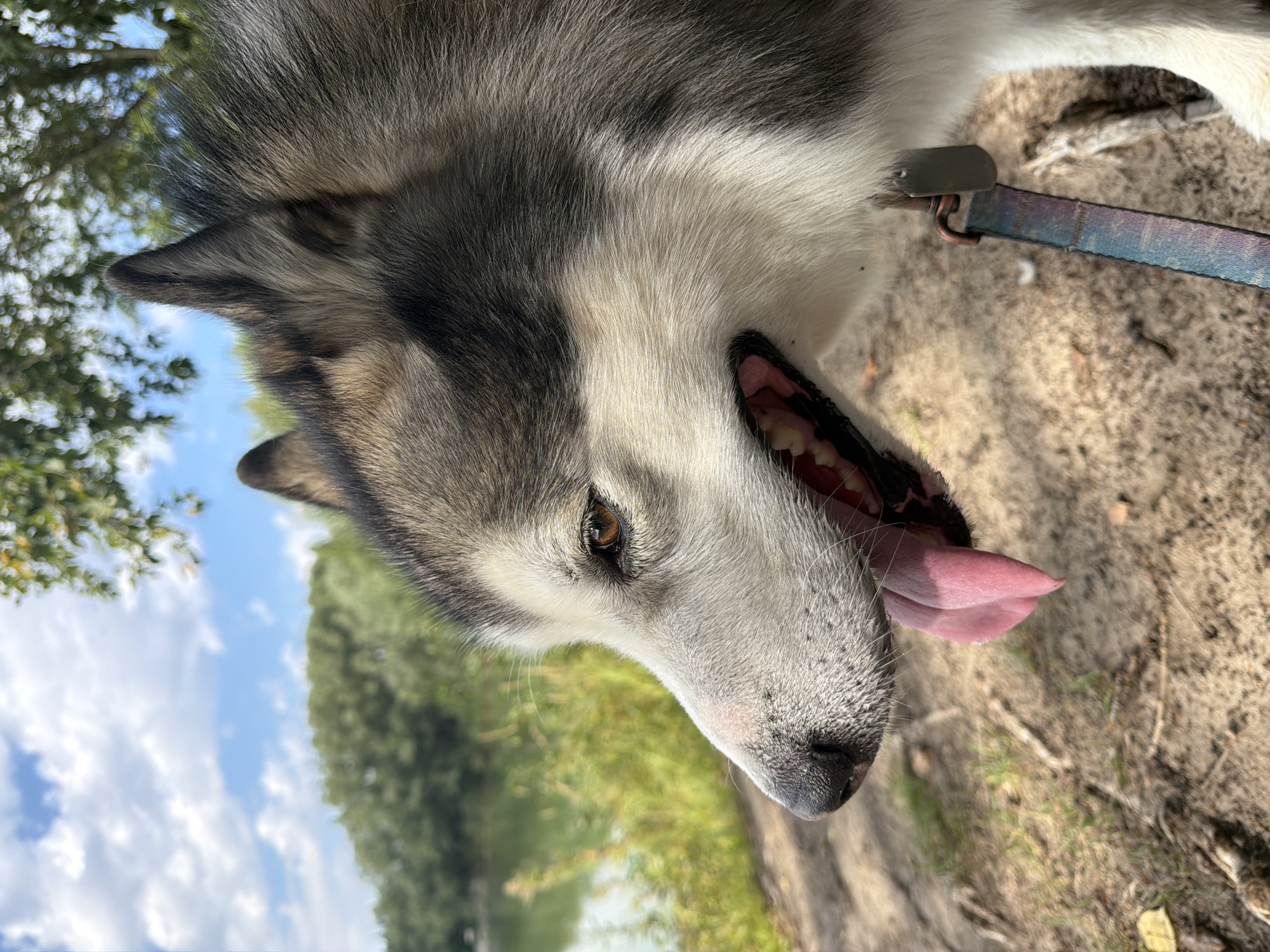 The image is a close-up, side-profile shot of a husky dog outdoors. The dog is panting with its tongue hanging out, and its mouth is slightly open, revealing its teeth. The dog's fur is a mix of gray, white, and black. In the background, there is a body of water, likely a lake or river, bordered by lush green trees and vegetation. The sky above is blue with scattered white clouds. The ground in the foreground is sandy and appears to be a dirt path or shoreline. The dog is wearing a collar with a leash attached. The location is specified as Узюково, Russia.