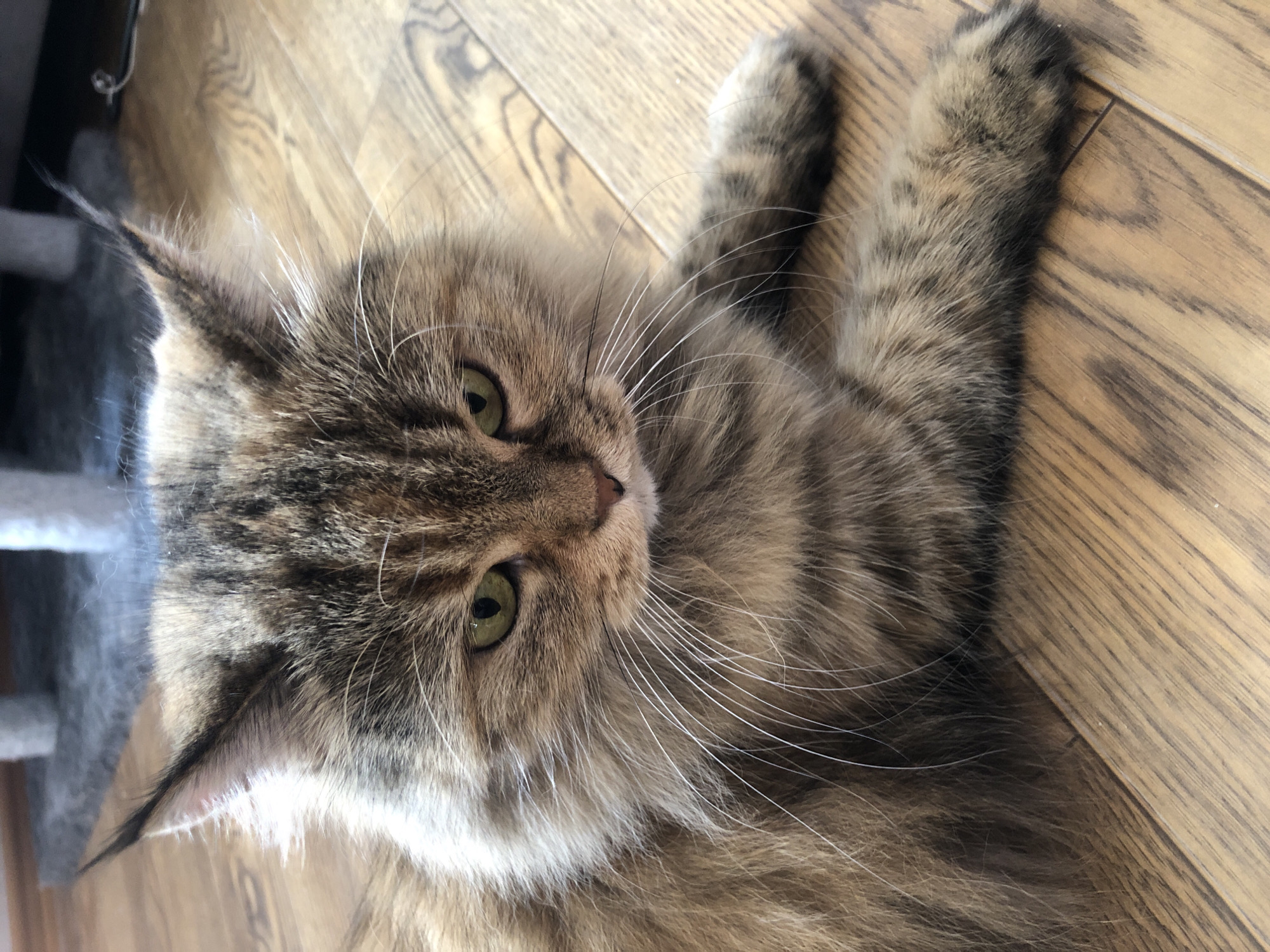 A medium shot captures a fluffy, long-haired tabby cat with green eyes lying on a wooden floor. The cat's fur is a mix of brown, black, and tan stripes, with prominent white whiskers and tufts of fur around its ears. Its ears are pointed upwards and are tufted at the tips. The cat is facing slightly to the right, with its body angled. Its front paws are resting on the floor in front of it. The wooden floor has a light brown hue with visible grain patterns. In the background, a gray rug and what appears to be a cat scratching post are partially visible. The lighting suggests an indoor environment.