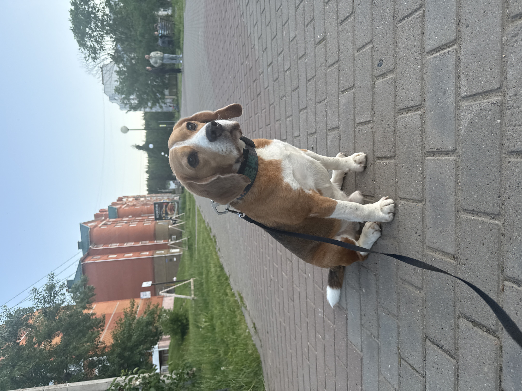 A tri-colored beagle dog, with brown, white, and some black markings, sits facing the viewer on a grey paved walkway. The dog wears a patterned collar and has a black leash attached. Its head is slightly tilted, and its expression appears attentive and curious. Its front paws are tucked in, and a distinctive white tip is visible on its tail.
The setting is an outdoor urban or suburban environment, likely a park path or sidewalk. The walkway, made of rectangular grey pavers, stretches into the background. To the left of the path, a strip of green grass borders a multi-story building constructed with reddish-brown brick and topped with blue-grey elements. A dark sign with a circular logo and indistinct text is visible on the building's facade.
In the background, two blurry human figures can be seen walking or standing amidst trees. The sky is clear and pale, indicating daytime, possibly late afternoon or early evening due to the soft, diffused light. Street lamps are scattered in the distance. The scene captures a tranquil moment during a dog walk in what appears to be a residential area or park in a city, consistent with a location like Chaikovsky, Russia.
