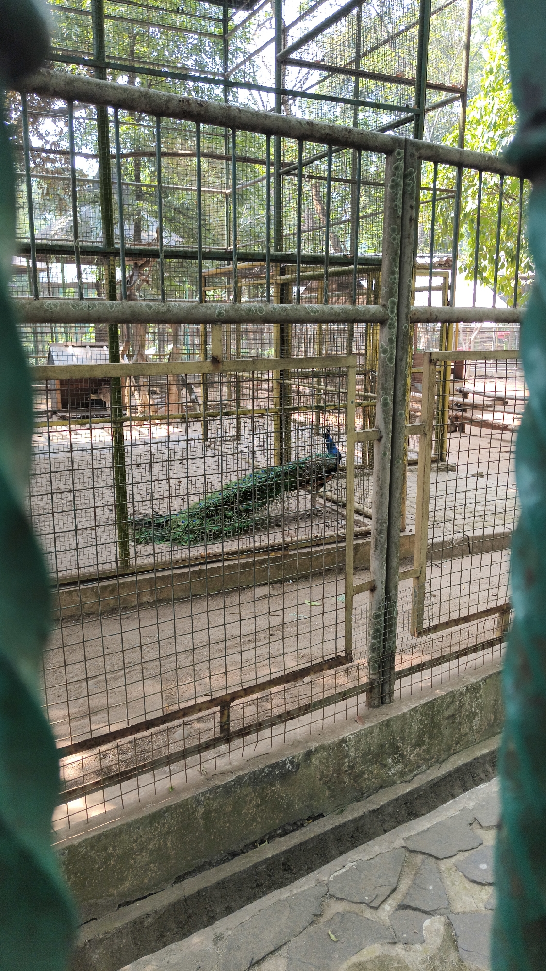 The image shows an enclosure, likely in a zoo or wildlife park, containing a peacock. The enclosure is constructed with green metal bars and fencing. Inside, the ground is covered with dirt and sand. A small shelter, possibly a birdhouse, is visible in the background. The peacock is positioned in the middle of the enclosure, with its long, green and blue iridescent tail feathers spread out. The peacock is facing to the right. Trees and foliage are visible beyond the enclosure, suggesting an outdoor setting. The foreground shows a concrete drainage ditch and some paving stones. The image is captured from behind the enclosure's bars, with a blur of green metal in the immediate foreground, indicating the photographer is looking through the fence. The image does not provide specific location details for South Jakarta, Indonesia, beyond it being an outdoor enclosure containing a peacock.