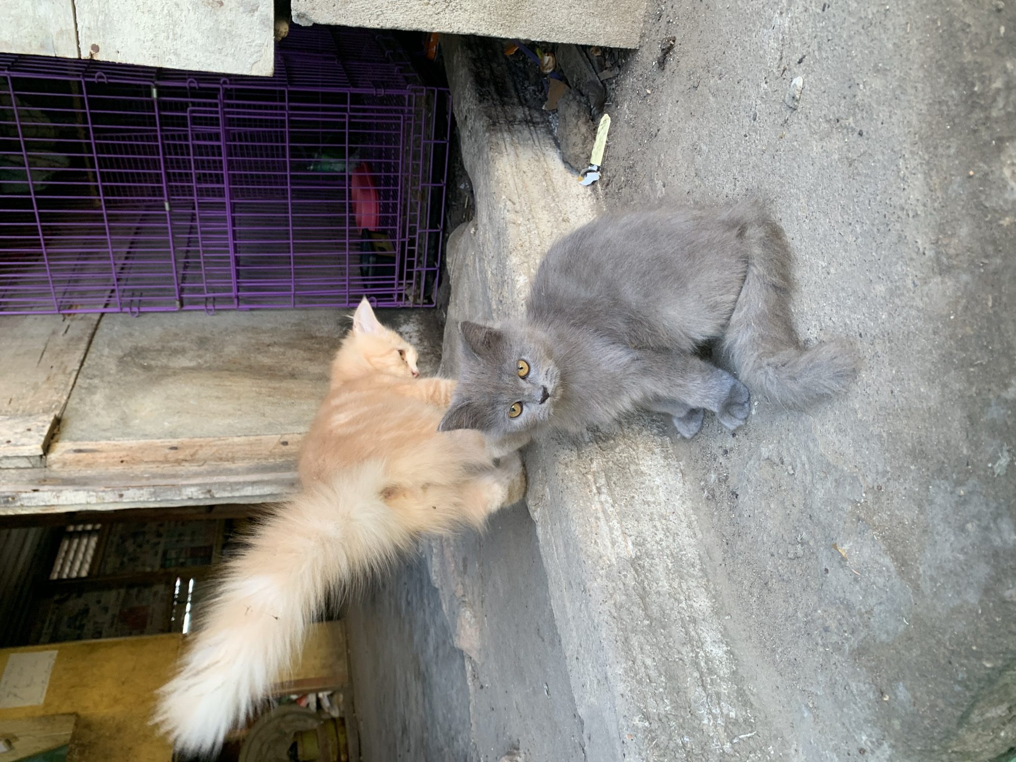 In Meunasahlhok, Indonesia, two kittens are positioned on concrete steps outside a building. In the foreground, a grey kitten sits facing the camera, with its body angled slightly to the right and its head turned left. Its yellow eyes are open, and its ears are perked up. To the left and slightly behind the grey kitten, a cream-colored kitten stands with its back to the camera, its tail raised and fluffy. It appears to be looking down towards the ground. Behind the kittens, a large purple wire cage is visible. The environment appears to be an outdoor area with a rough, concrete ground surface. The building in the background has weathered wooden elements.