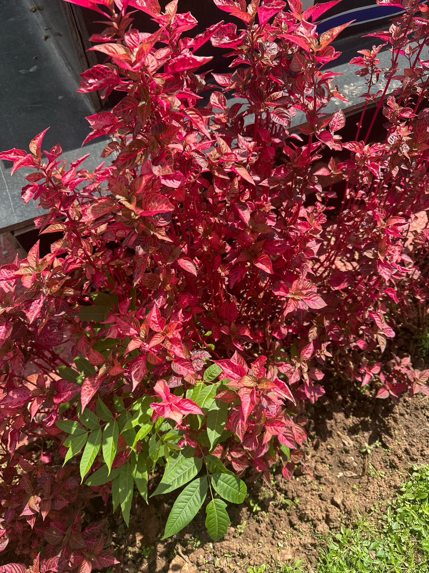 In a close-up, eye-level outdoor shot, a vibrant clump of red and green leafy plants occupies the majority of the frame. The red plants, with their variegated leaves displaying shades of crimson, fuchsia, and hints of dark maroon, dominate the upper and right portions of the image. These plants have slender stems and pointed leaves, creating a dense, bushy appearance. Interspersed amongst the red foliage, particularly in the lower left quadrant, are brighter green leaves with a more ovate shape and a distinctly different growth pattern. These green leaves appear larger and have a more smooth texture compared to the red leaves. The plants are rooted in dark brown soil, which is visible in the lower right and bottom center of the frame. The soil is somewhat uneven and appears dry. To the left and partially in the background, a dark, greyish-blue surface is visible, suggesting a wall or some other man-made structure. Sunlight casts shadows, highlighting the textures and forms of the leaves and the unevenness of the soil. A small patch of green grass is visible in the bottom right corner, bordering the soil. The scene is devoid of any people or animals.