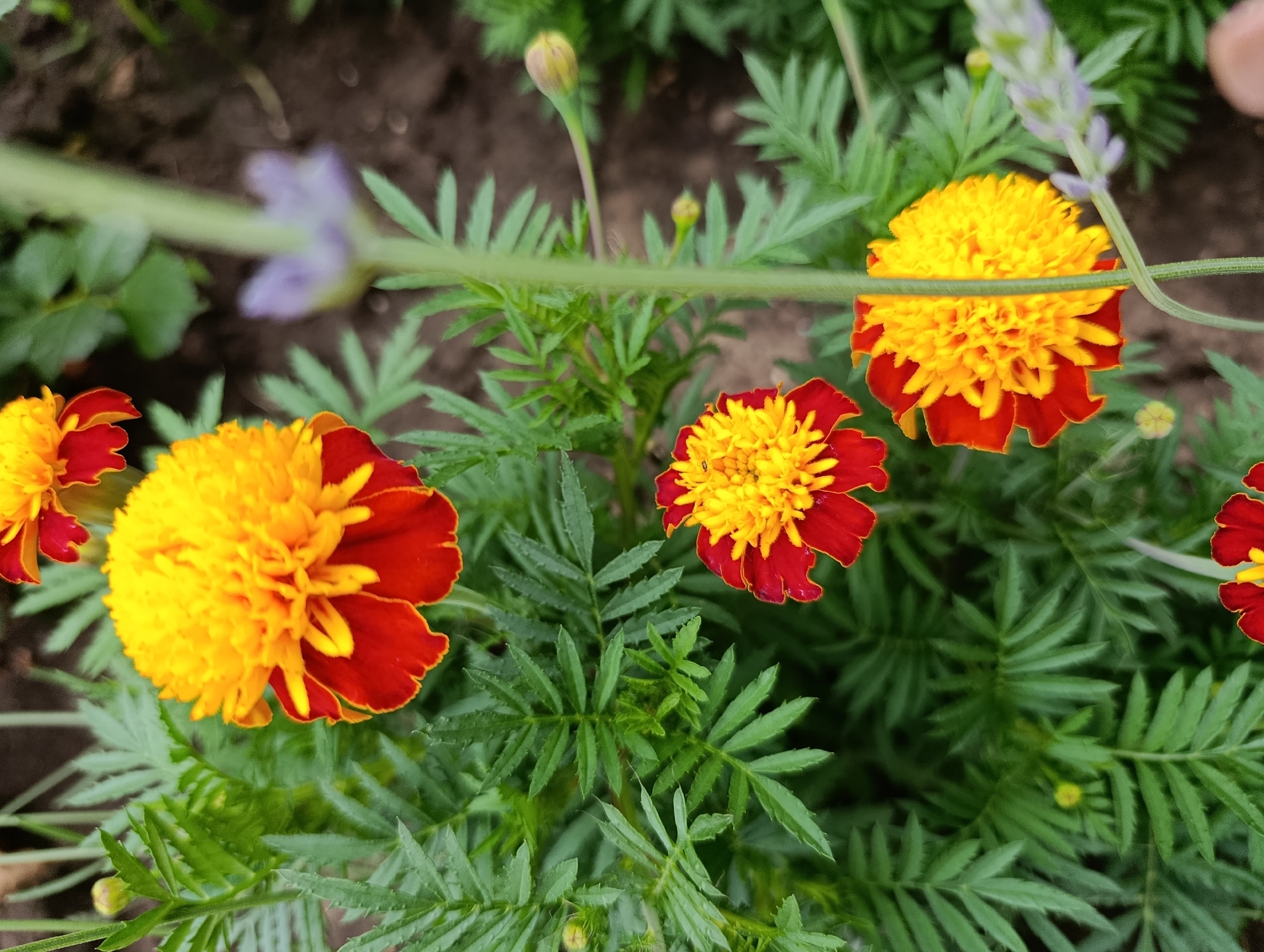 The image displays a close-up view of several marigold flowers with vibrant orange and red petals, interspersed with their characteristic feathery green foliage. The flowers are in various stages of bloom, with some fully open and others as budding heads. In the background, out of focus, a sprig of lavender can be seen, along with blurred soil and other greenery. The lighting suggests it is daytime, possibly outdoors in a garden setting. The image does not contain any people or specific identifiable structures. There is no information provided in the image to indicate a specific location within the city of Bratske, Ukraine.