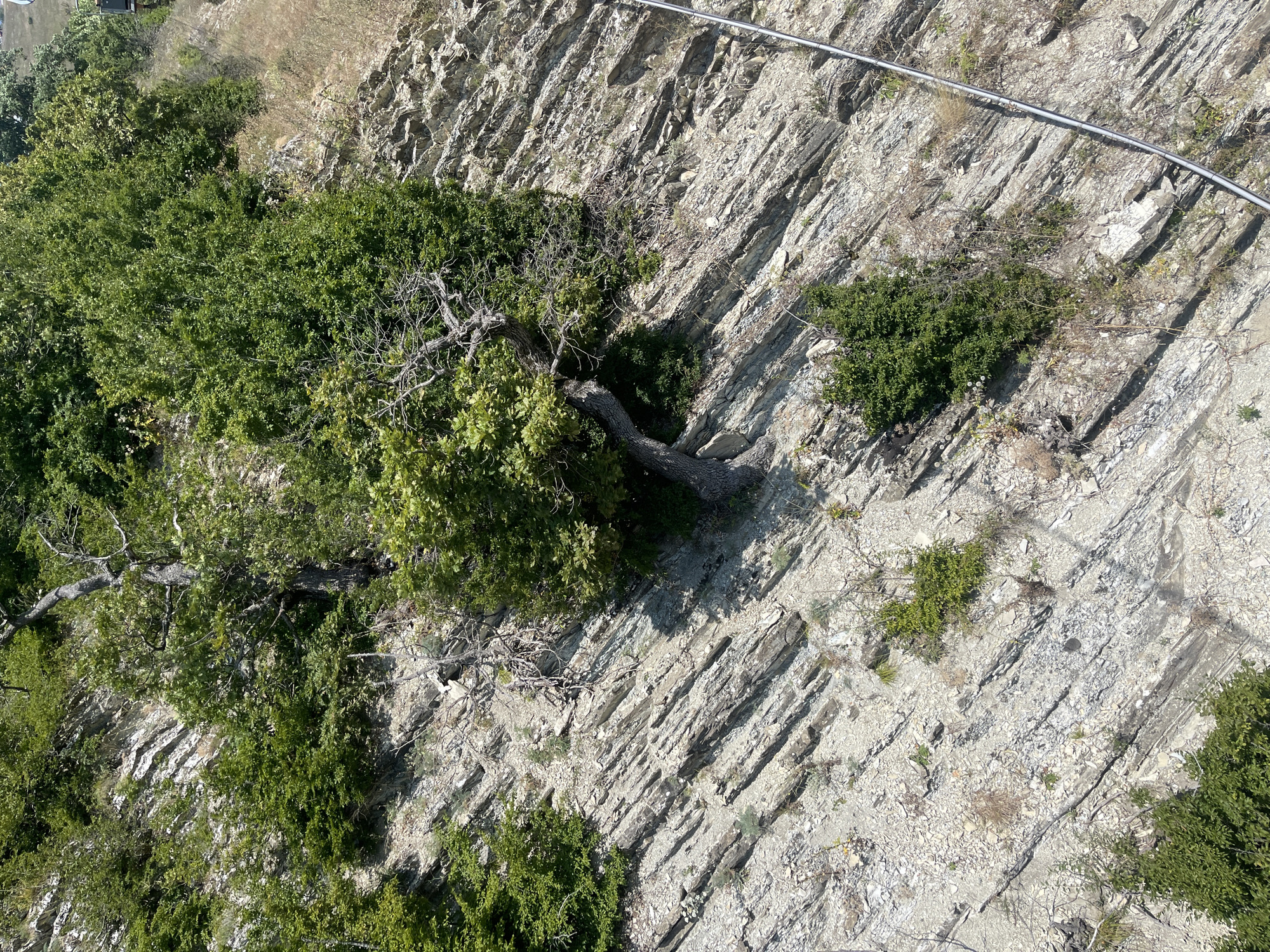 The image depicts a steep, rocky slope covered with sparse vegetation, primarily bushes and small trees. The rocks are layered and appear to be limestone, forming a fractured and uneven surface. The slope is oriented diagonally from the top left to the bottom right of the frame. Several patches of dense green foliage are scattered across the rocky terrain. A thin, grey cable runs diagonally across the lower right portion of the image. The overall environment suggests a natural, rugged landscape, likely on the outskirts or natural areas surrounding Gelendzhik, Russia, known for its coastal cliffs and mountainous terrain. The scene is viewed from a high vantage point, looking down onto the slope. There are no people or overt signs of human activity beyond the cable.