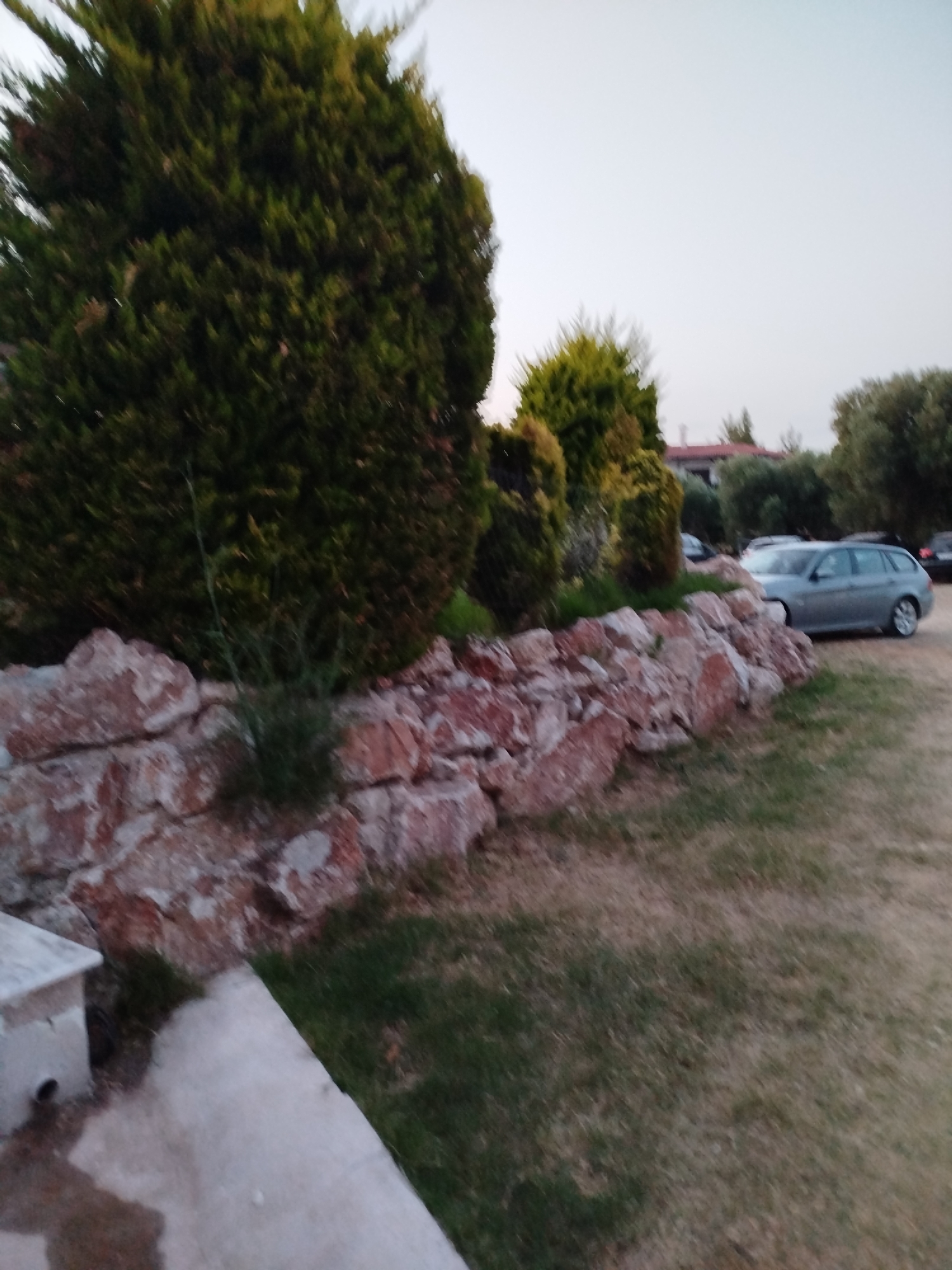 The image depicts an outdoor scene likely in Sithonia Municipal Unit, Greece, characterized by a rocky embankment and lush vegetation. A large, dense evergreen tree dominates the left side of the frame, its foliage a rich dark green. In front of the embankment, a low wall constructed from irregular reddish-brown rocks is visible. Beyond the wall, a grey station wagon is parked on a gravel surface, with other parked cars and trees forming a backdrop. The ground is covered with dry grass and some patches of green. A small concrete structure, possibly a planter or a base for a light fixture, is in the lower left corner. The sky is overcast and pale. The overall impression is one of a well-maintained outdoor area, possibly a residential or public space, in a Mediterranean setting.