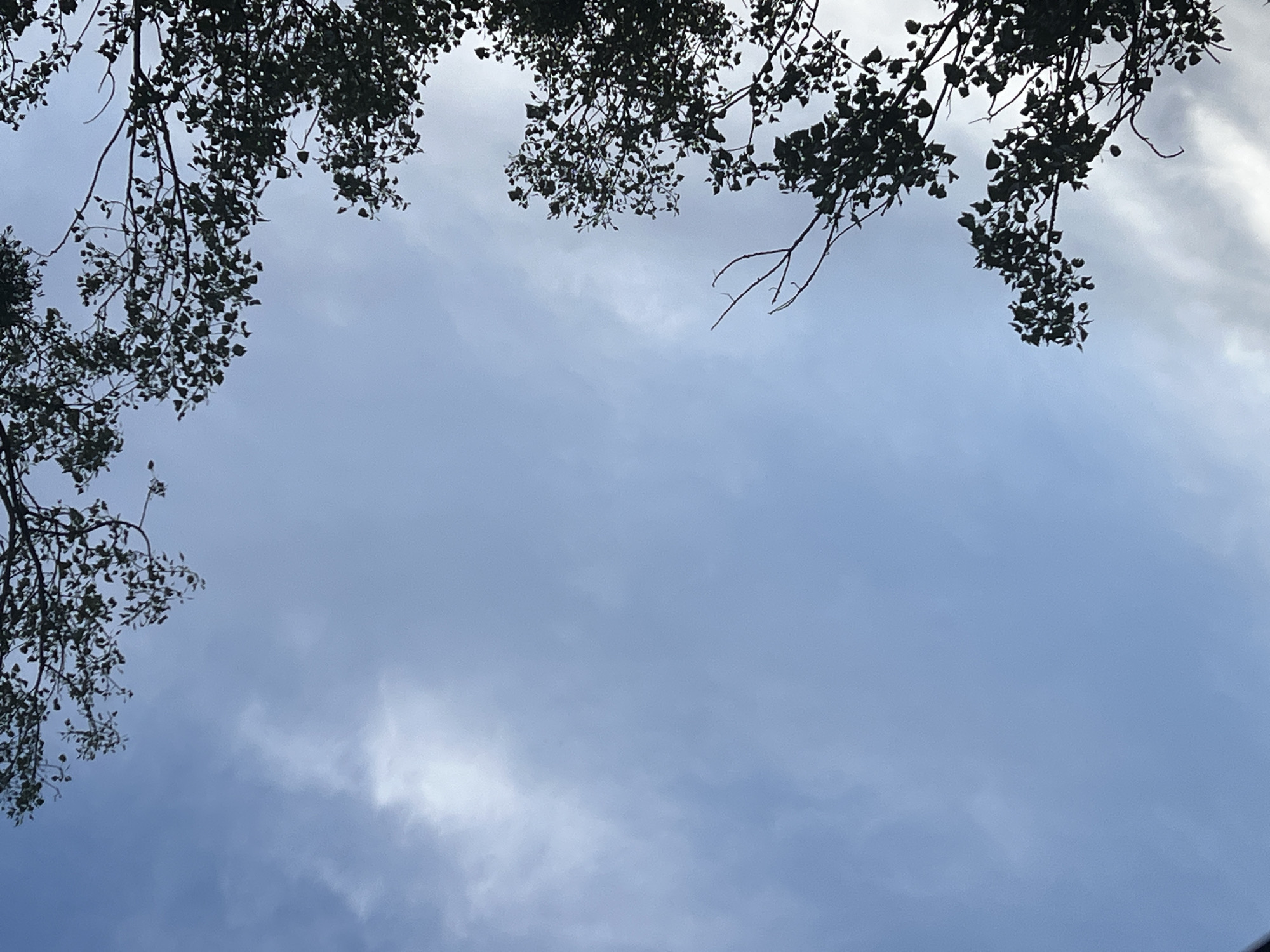 This is a low-angle shot of a pale blue sky with wispy white clouds. Silhouetted against the sky are the dark branches and leaves of several trees. The image does not contain any people, objects, or actions, and the location in Warsaw, Poland is not discernable from the visual information provided.