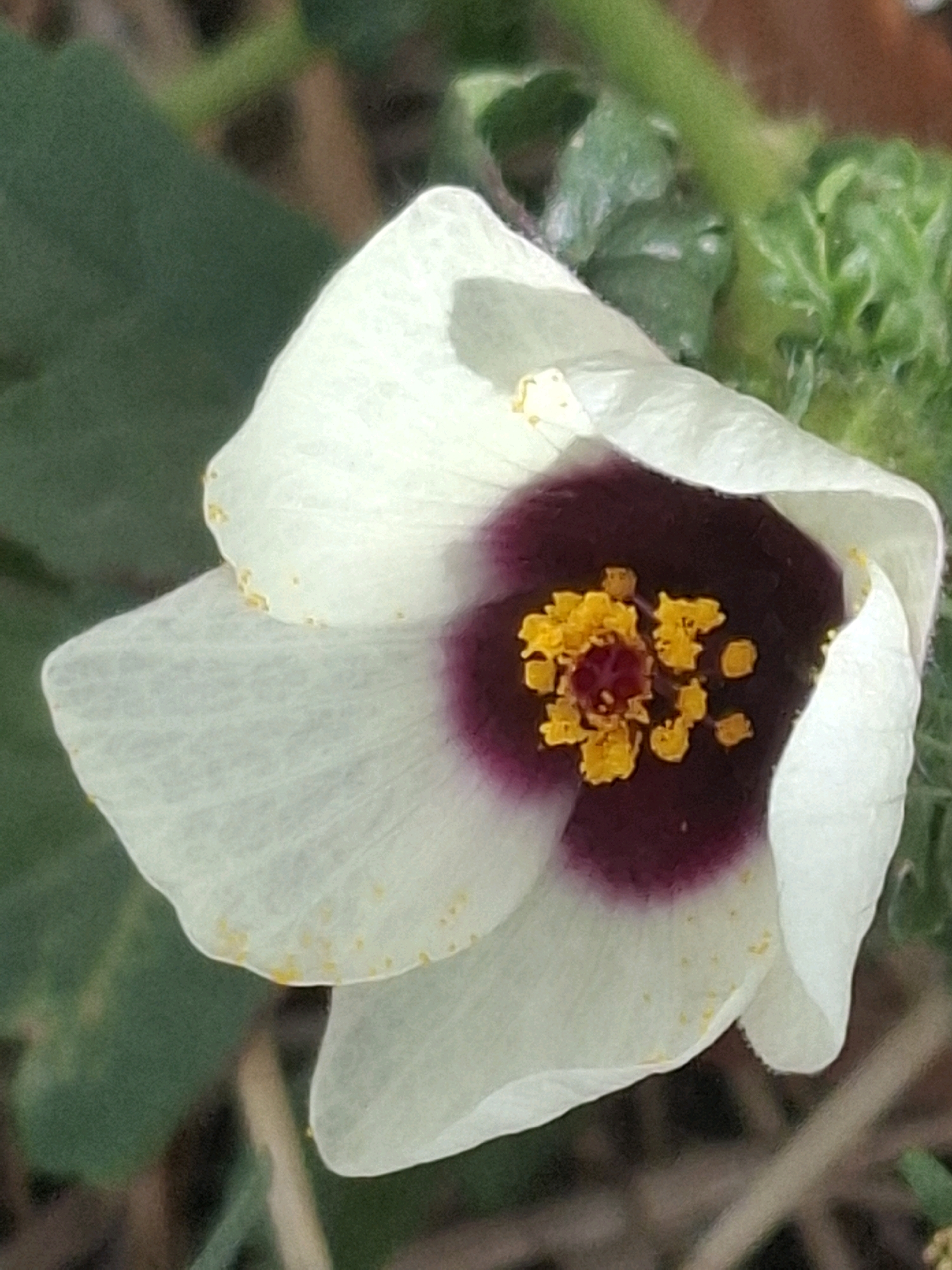 A close-up shot showcases a single white flower with a dark purple center. The flower has delicate, papery white petals that are slightly curled, and a cluster of bright yellow stamens in the middle of the purple hue. Yellowish pollen is visible scattered on the petals, particularly along the edges. The background is softly blurred, featuring green foliage and hints of brown, suggesting an outdoor, natural setting. The image does not contain any elements that indicate a specific location within the city of Almaty, Kazakhstan, or any discernible actions or interactions between subjects.