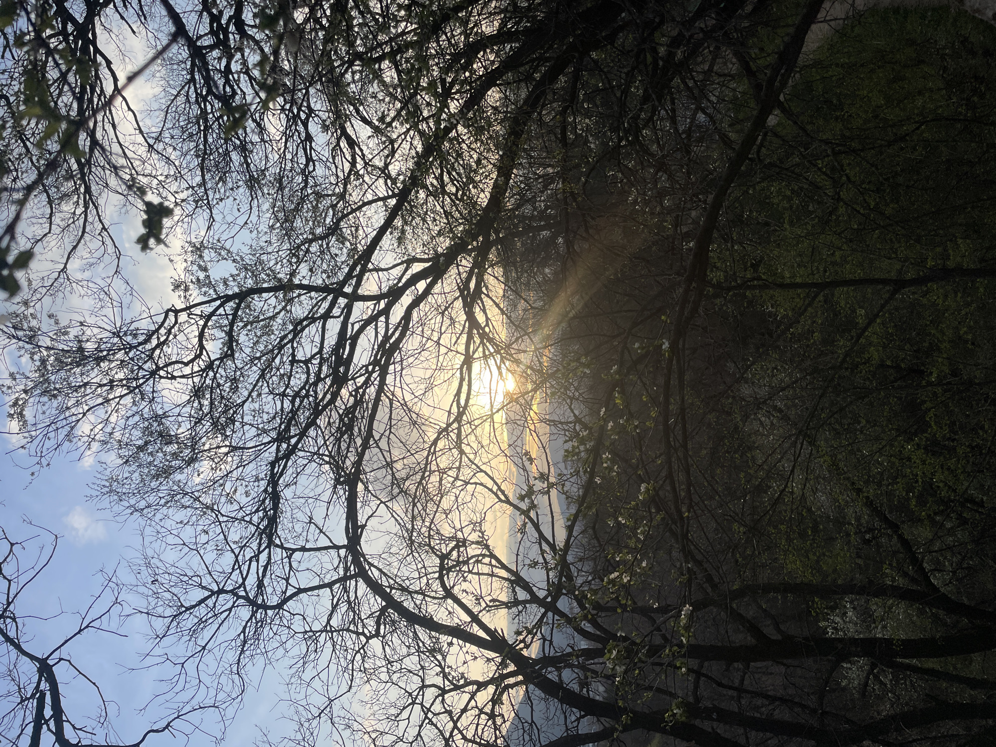 The image depicts an outdoor natural scene, likely at either sunrise or sunset, viewed through a dense, predominantly silhouetted canopy of tree branches. The sun, a brilliant orb, is positioned low on the horizon, slightly to the right of the vertical center, emitting distinct rays that fan upwards. The sky transitions from a pale blue with scattered white clouds at the upper portion to a warm orange and yellow glow around the solar disk. The foreground and mid-ground are dominated by the dark, intricate network of tree branches, many appearing bare, while others exhibit nascent green leaves and clusters of small white blossoms, indicative of early spring. The lower sections of the image are comprised of heavily shadowed, dense forest vegetation. In the distant background, undulating hills or mountain ranges are faintly discernible, partially obscured by atmospheric haze. No human or animal subjects are present. This natural vista is consistent with views found on Vitosha Mountain, a significant natural landmark bordering the city of Sofia, Bulgaria.