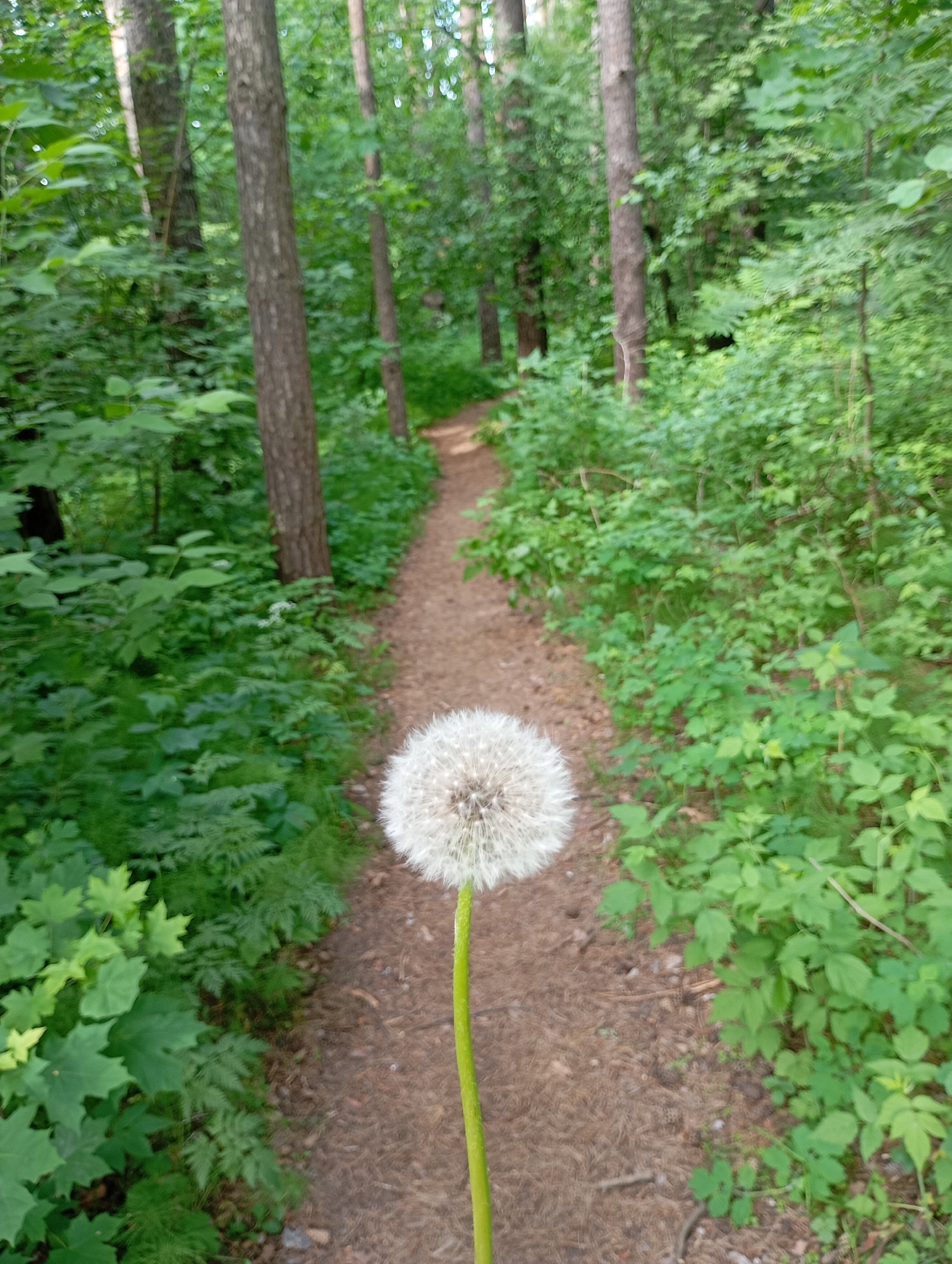 The image presents a serene forest scene, likely captured in Chaikovsky, Russia, on a bright, clear day. The primary subject is a single, fully bloomed dandelion seed head, characterized by its delicate white, fluffy sphere and a vivid green stem, held prominently in the foreground. The dandelion is in sharp focus, while the background elements are softly blurred, creating a sense of depth.
Behind the dandelion, a narrow, unpaved dirt path or trail extends into the distance, disappearing among the trees. The path is enveloped on both sides by an abundance of lush, green vegetation, including various shrubs, ferns, and young trees, indicating a rich forest undergrowth. Numerous tall tree trunks with brown and grey bark stand vertically throughout the frame, defining the woodland setting. The overall lighting suggests natural daylight, likely late morning or early afternoon, with diffused sunlight filtering through the canopy, illuminating the vibrant greens of the foliage.
No individuals are visible in the photograph, and no specific activity is explicitly taking place beyond the implied act of holding the dandelion for the shot. The scene evokes a feeling of tranquility and natural beauty. There is no visible text in the image.