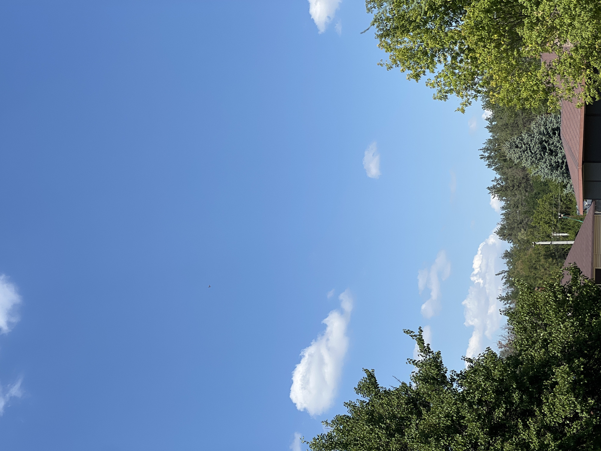 The image shows a clear blue sky with scattered white clouds, indicating a sunny day. In the upper portion of the sky, a small, dark object, likely an airplane, is visible. The lower half of the image is filled with a dense line of trees, primarily coniferous, with some deciduous trees also present. In the foreground, the tops of two houses with brown roofs are visible, along with a utility pole. The scene appears to be a suburban or rural setting.